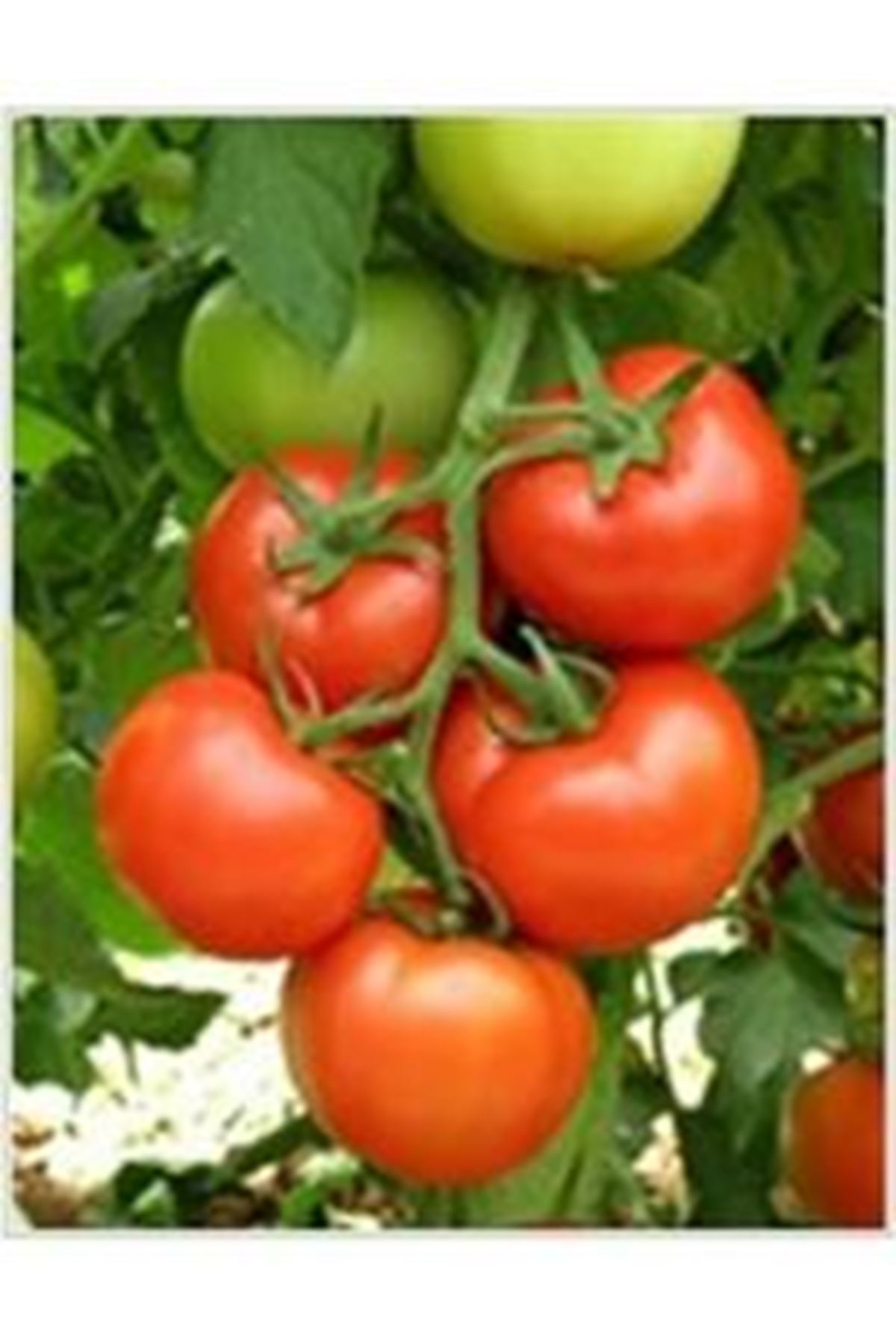 ALSANCAK RN F1 SIRIK DOMATES TOHUMU