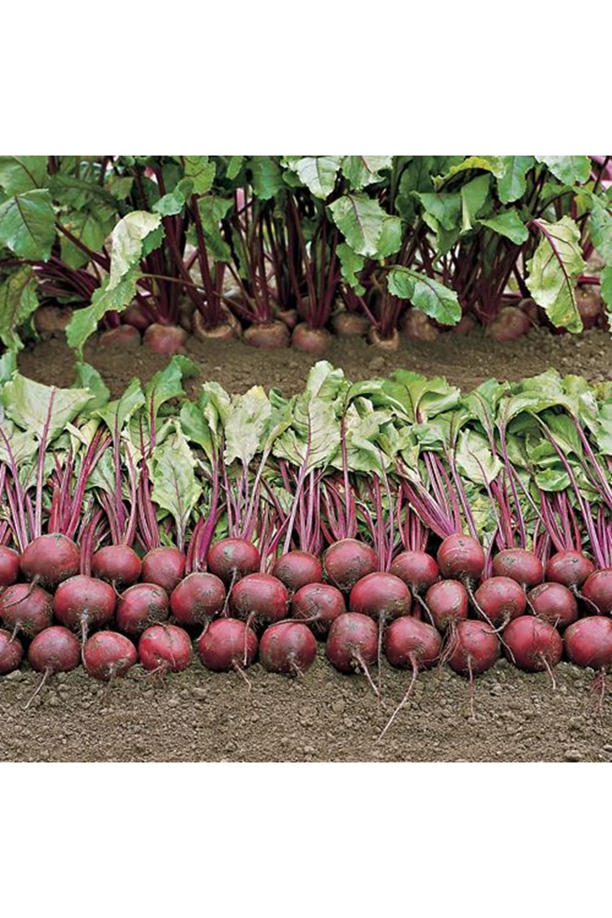 BEJO TOHUM BORO F1 KIRMIZI PANCAR TOHUMU, 50 BİN ADETLİK