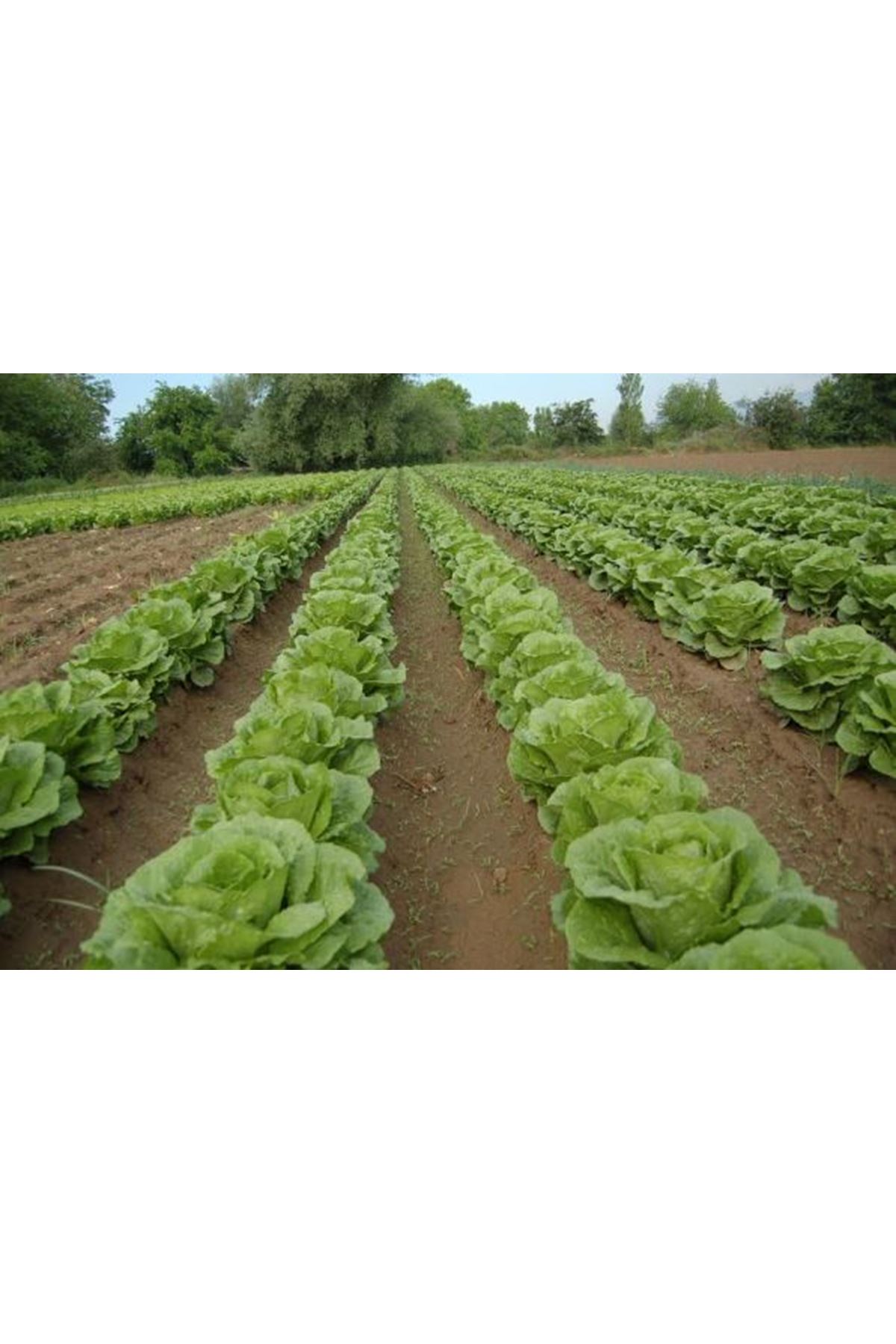 COSMOS YEDİKULE MARUL TOHUMU