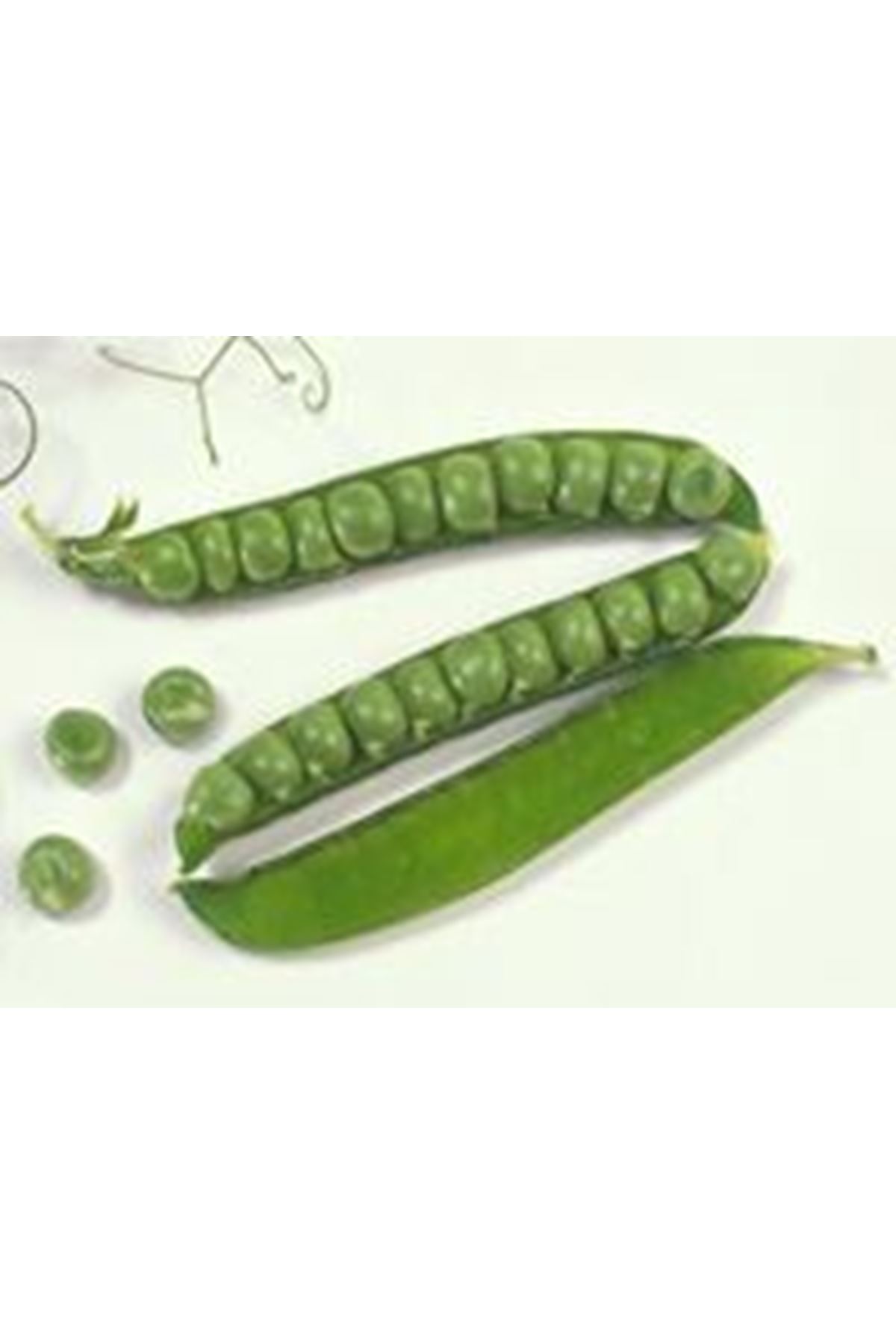 NUNHEMS  VADA  BEZELYE TOHUMU