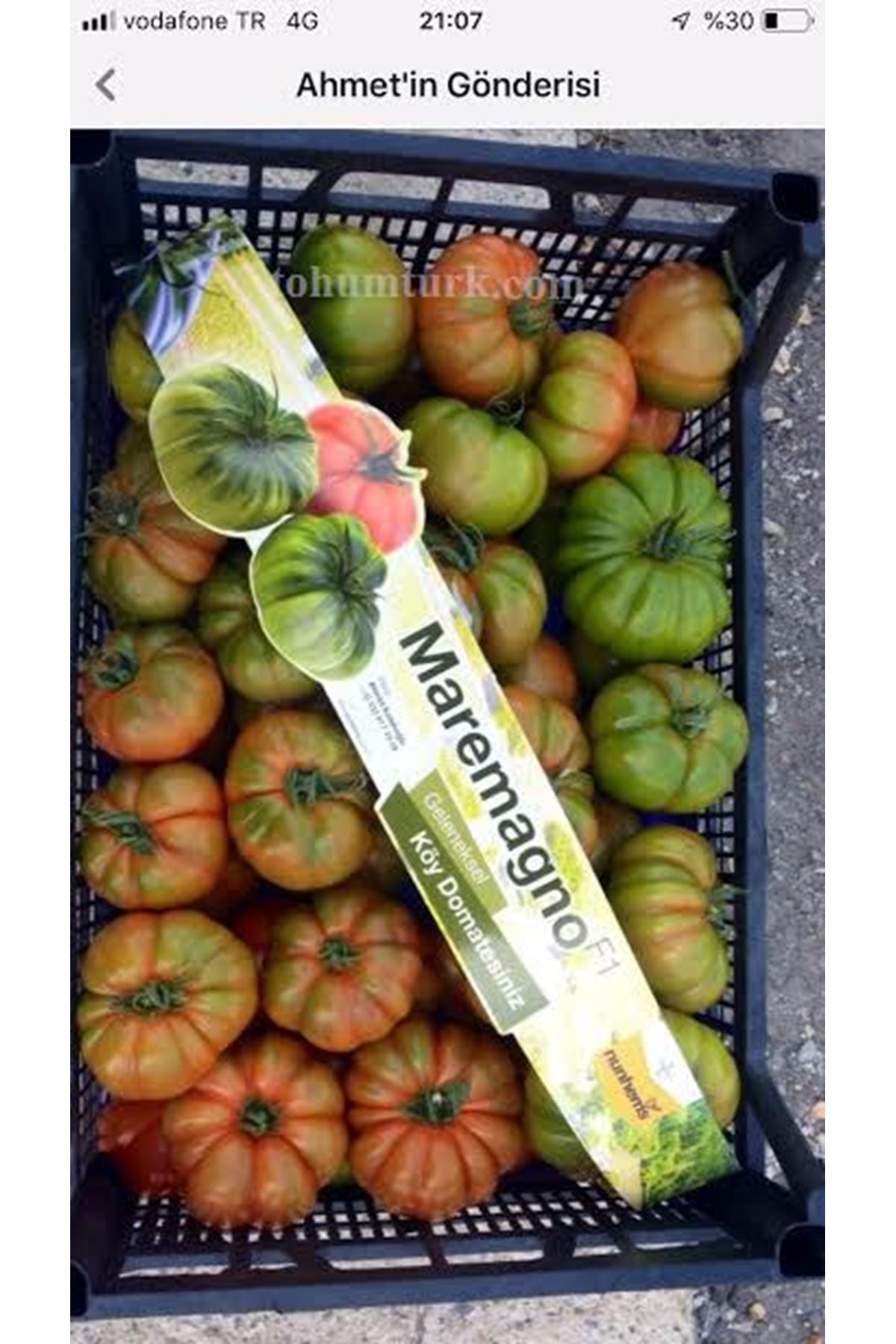 MAREMAGNO F1 KÖY DOMATESİ TOHUMU