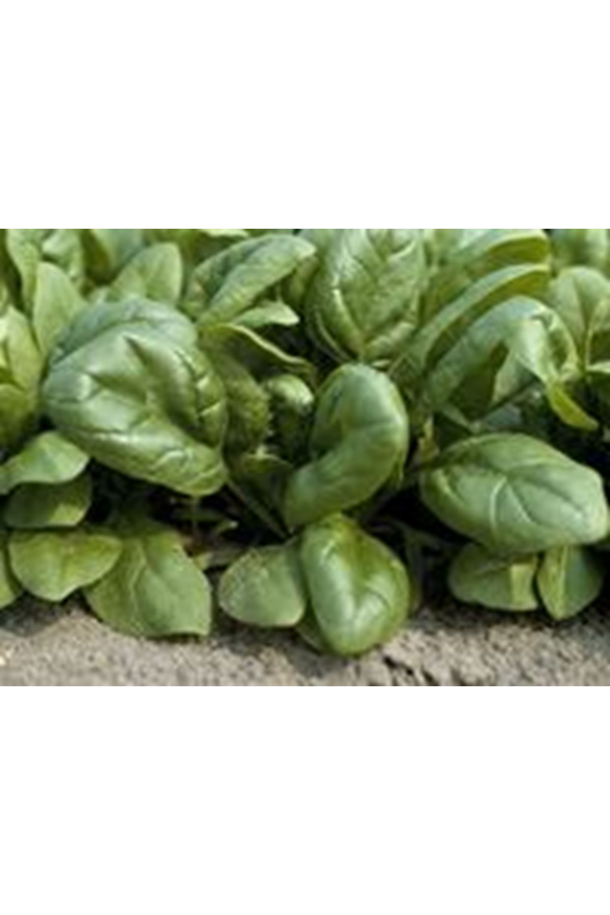 NOVİCO F1 ISPANAK TOHUMU