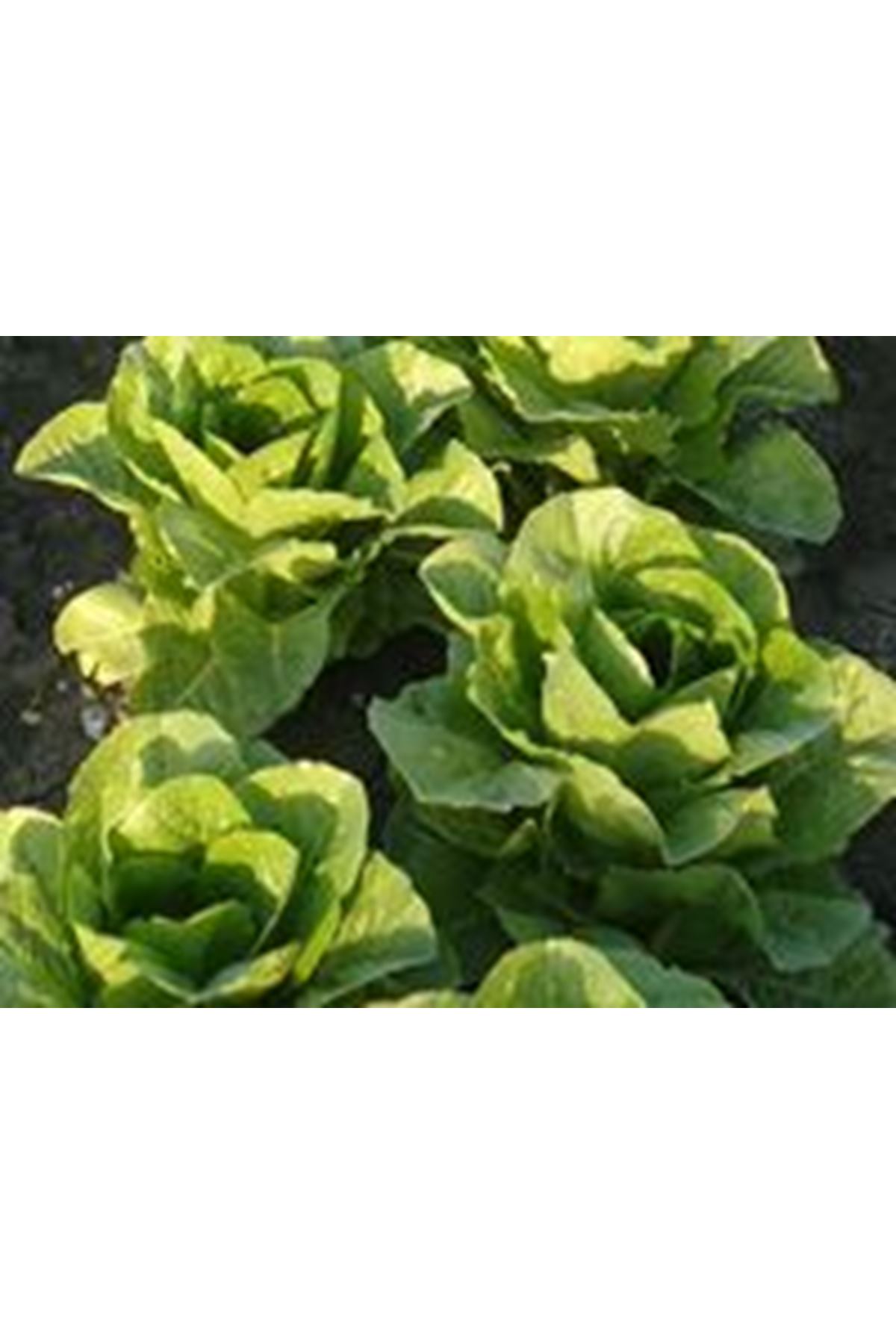 COURE YEDİKULE MARUL TOHUMU