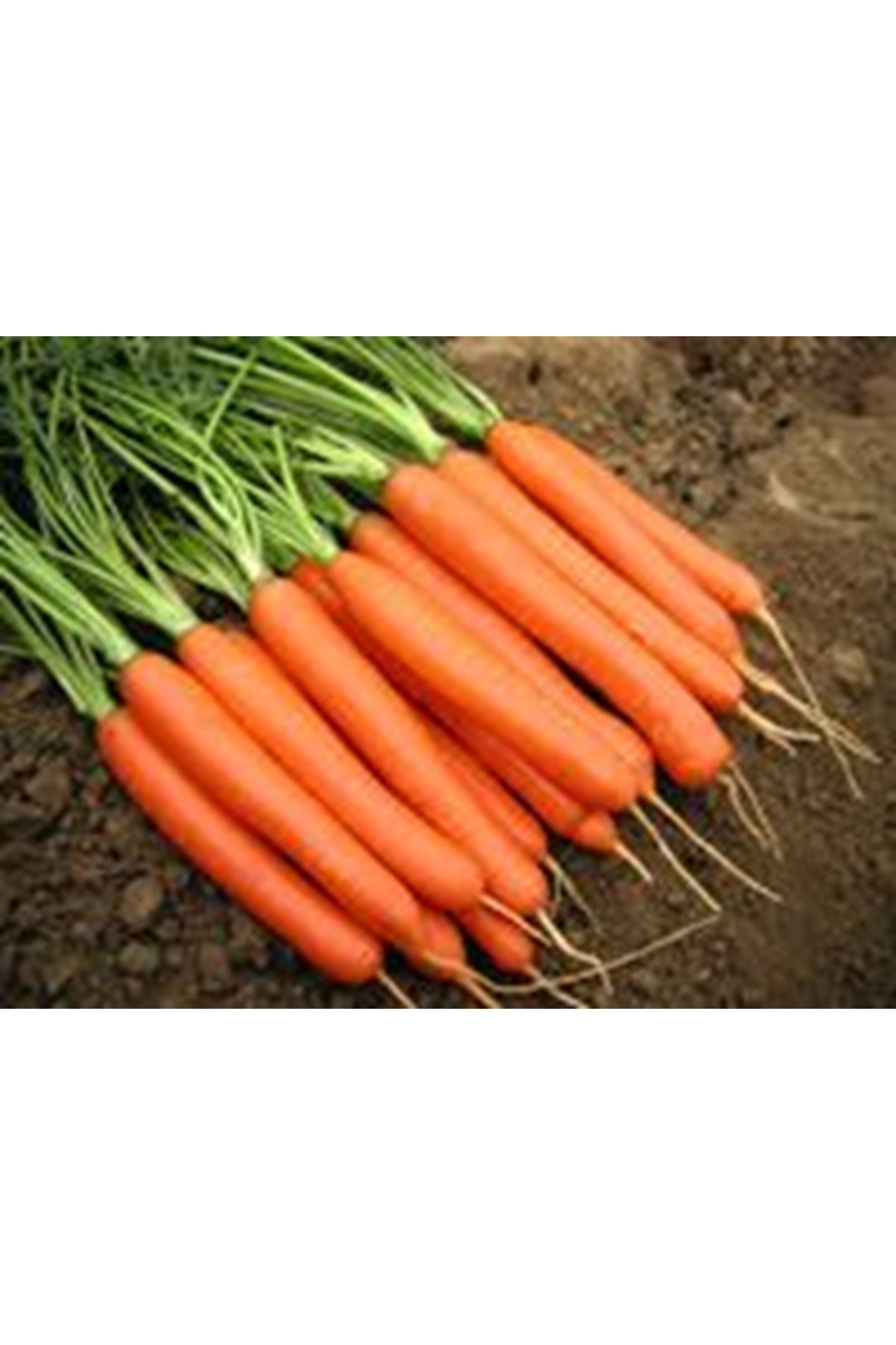 ROMANCE F1 HAVUÇ TOHUMU