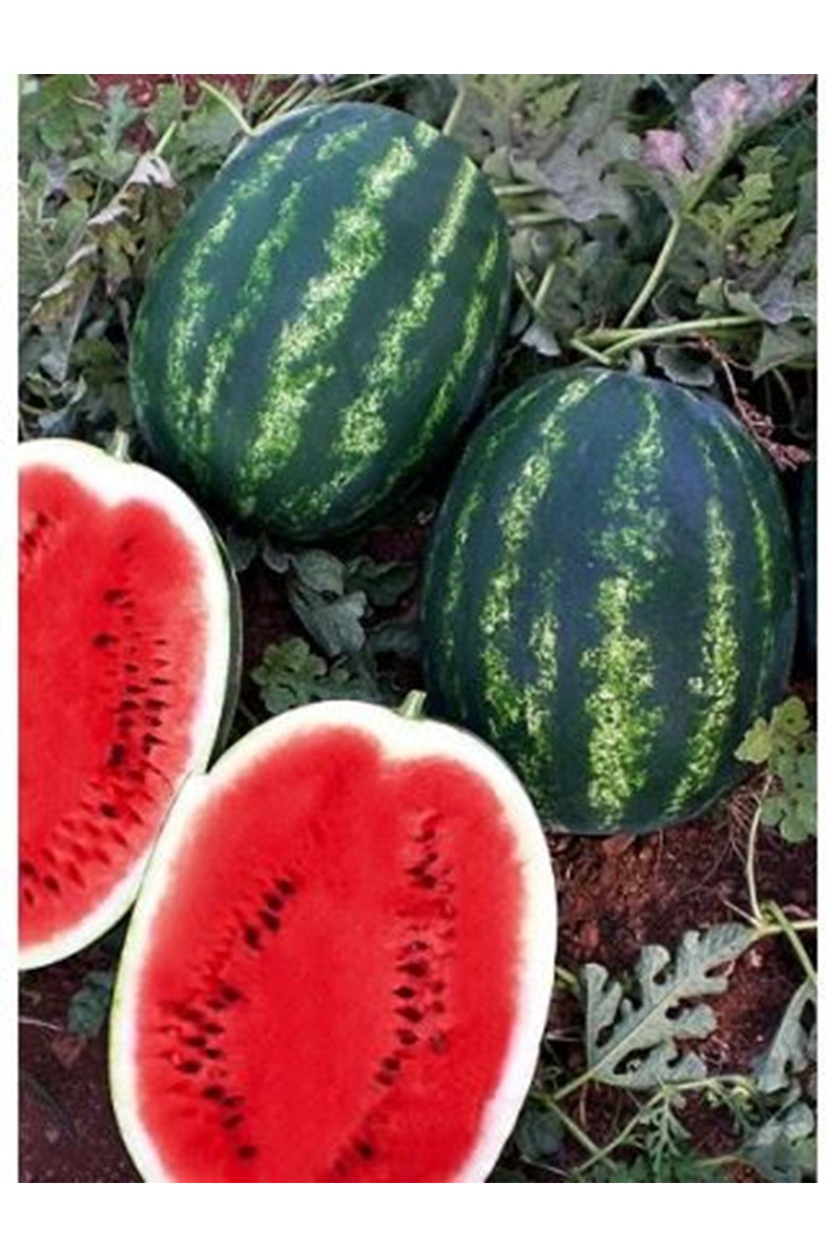 ÜSTÜN F1 CRİMSON TİPİ KARPUZ TOHUMU