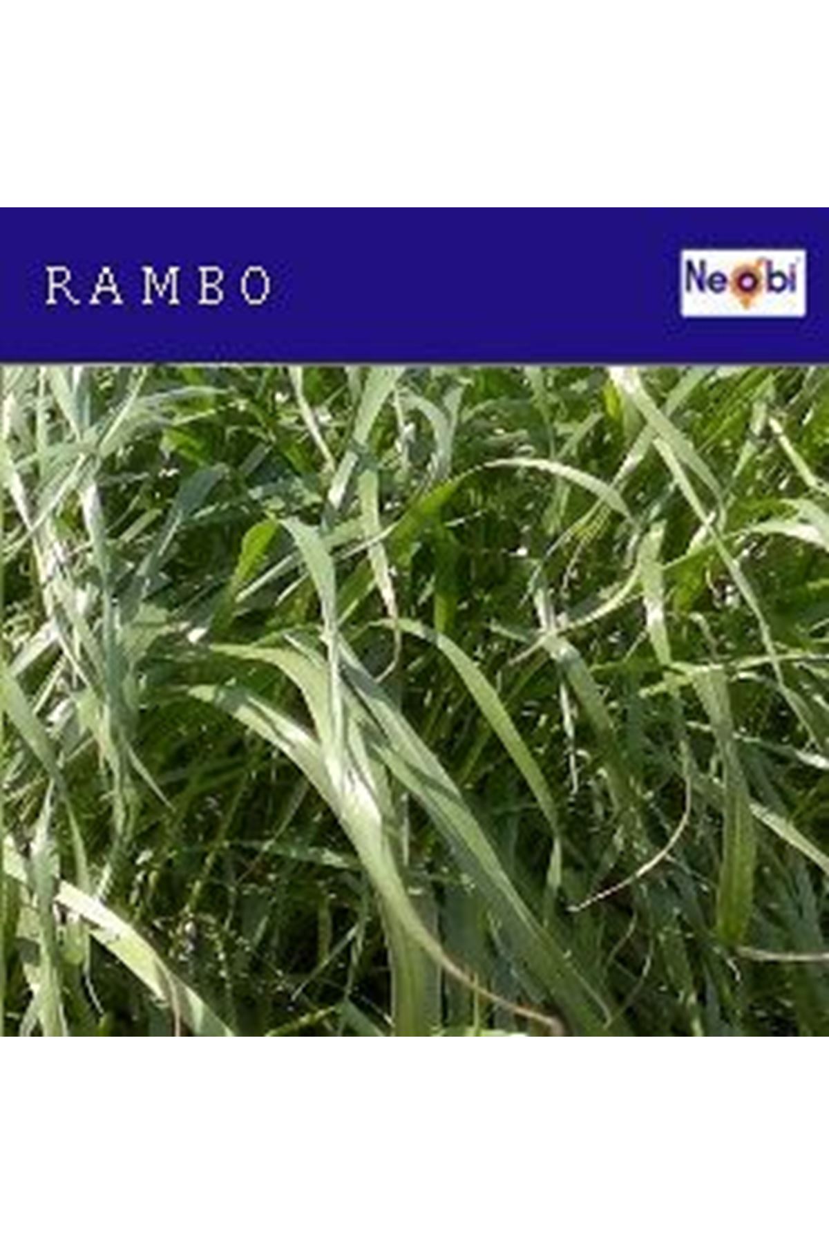 RAMBO SÜT OTU (RYEGRASS ) TOHUMU