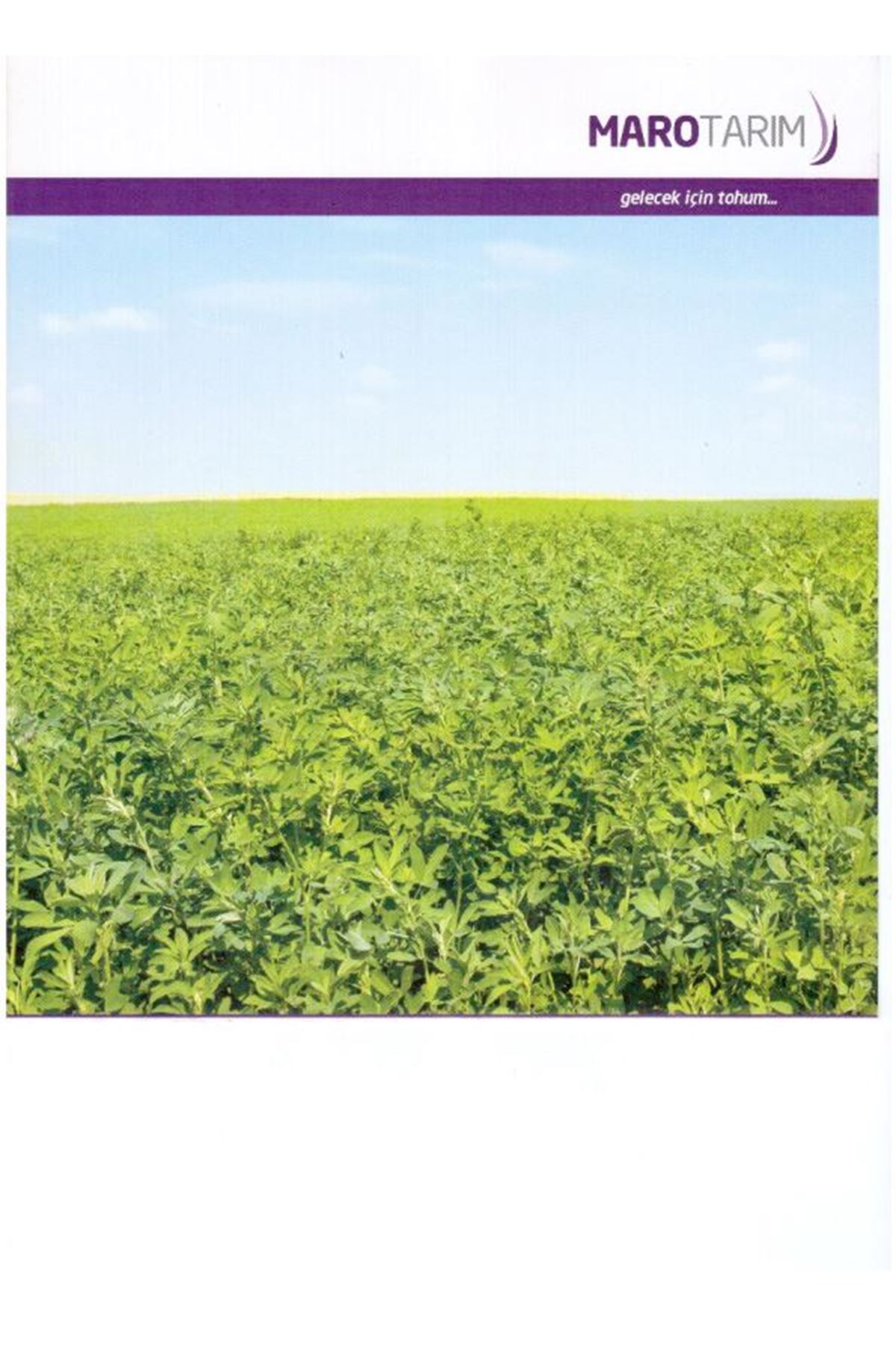 GEA YONCA TOHUMU 25 KG AMBALAJLARDA