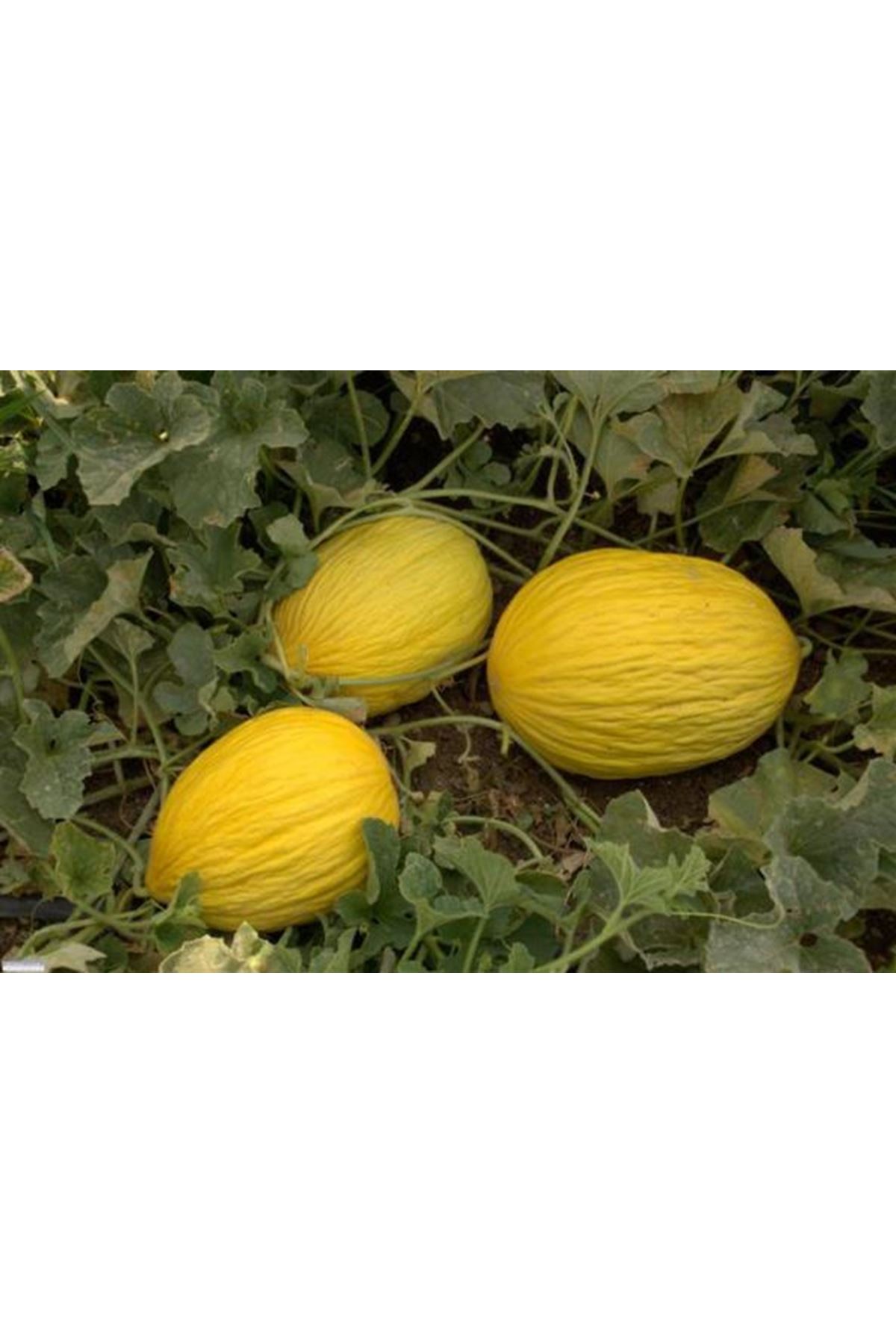 DAVUT BEY F1 KAVUN TOHUMU, PAKET KDV DAHİL FİYATI