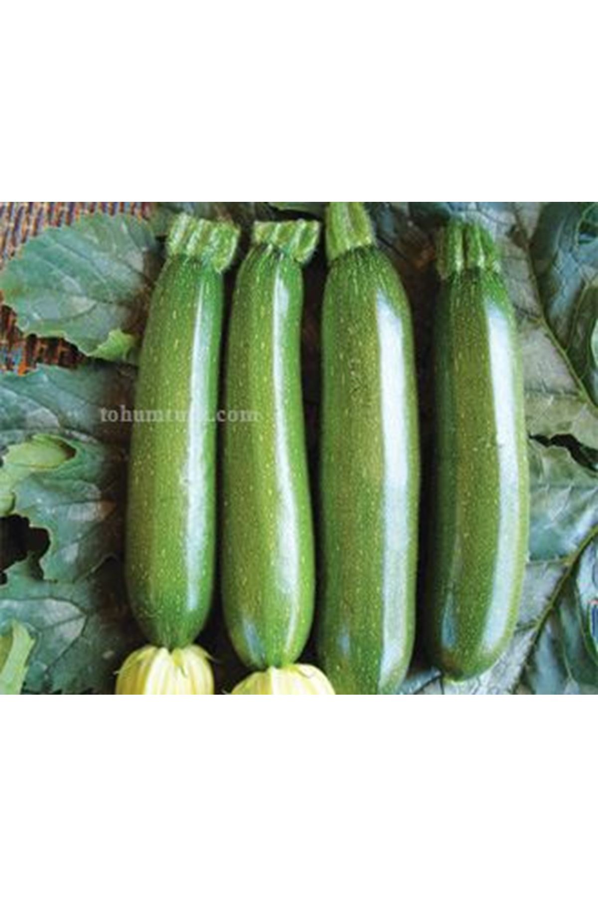 BRİLLANTE F1 SİYAH KABAK TOHUMU 1000 ADETLİK AMBALAJLARDA