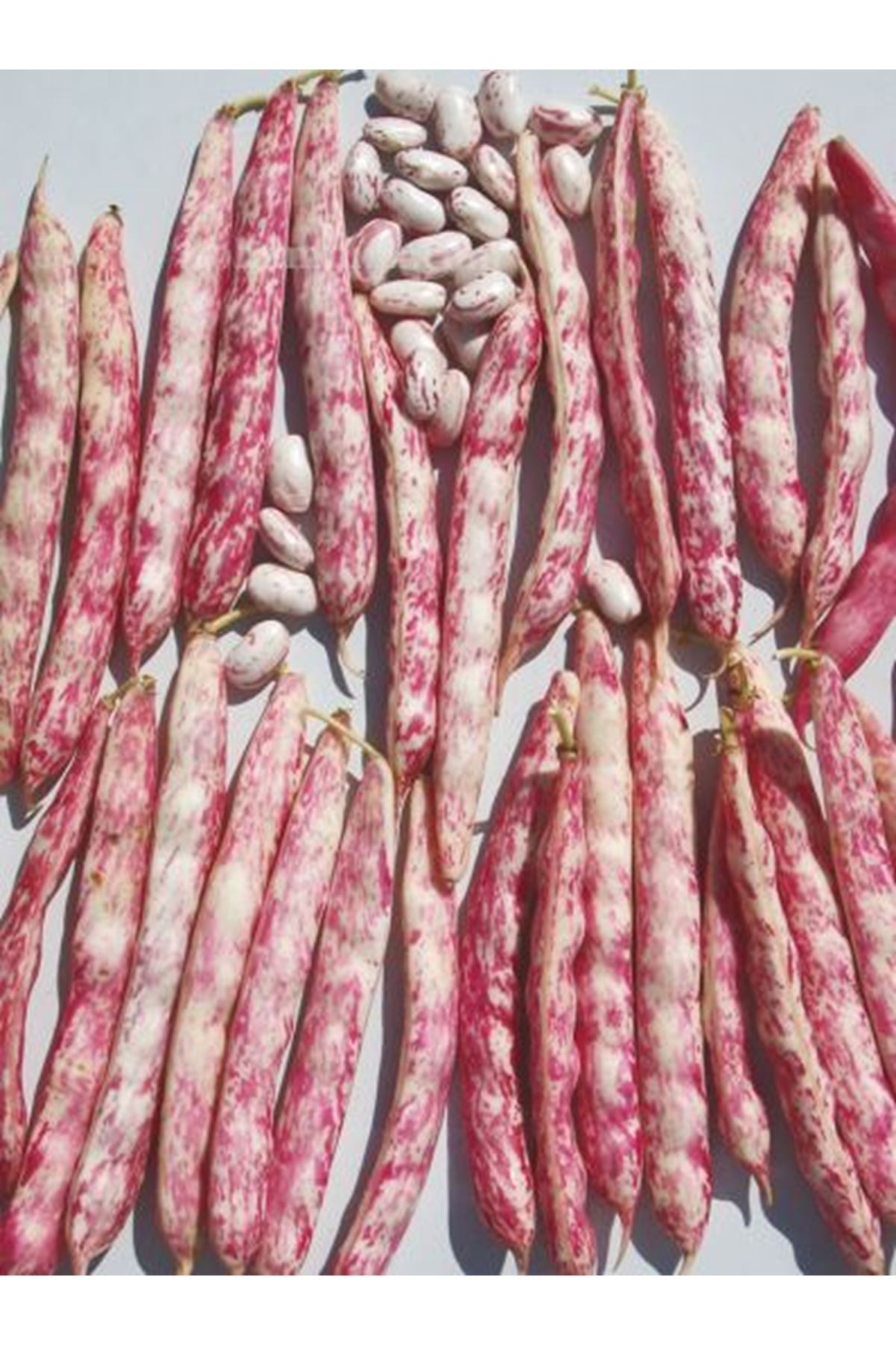 BARAN OTURAK BARBUNYA TOHUMU 2,5 KG AMBALAJI KDV DAHİL FİYATI