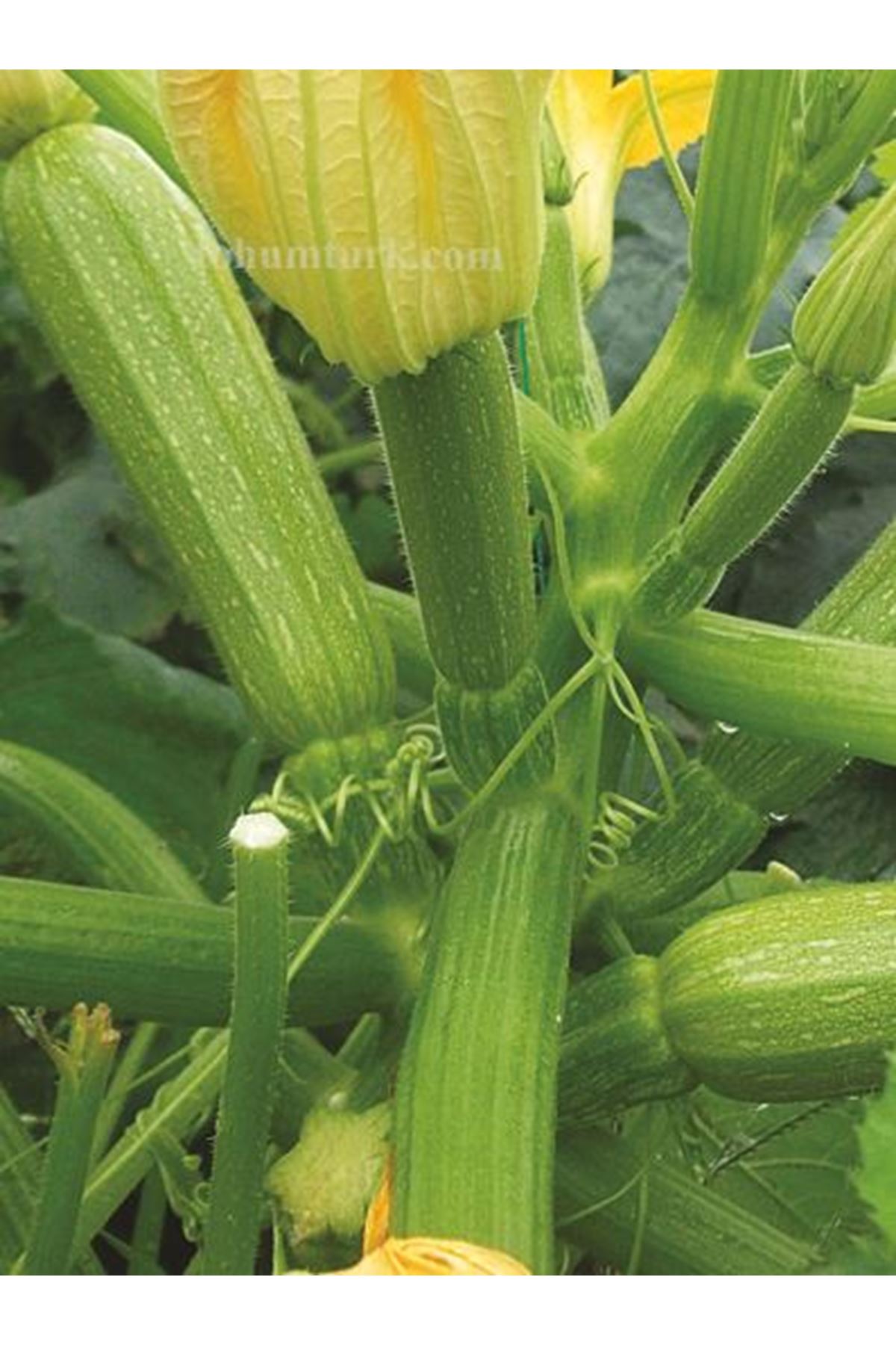 RONİ F1 BEYAZ  KABAK TOHUMU