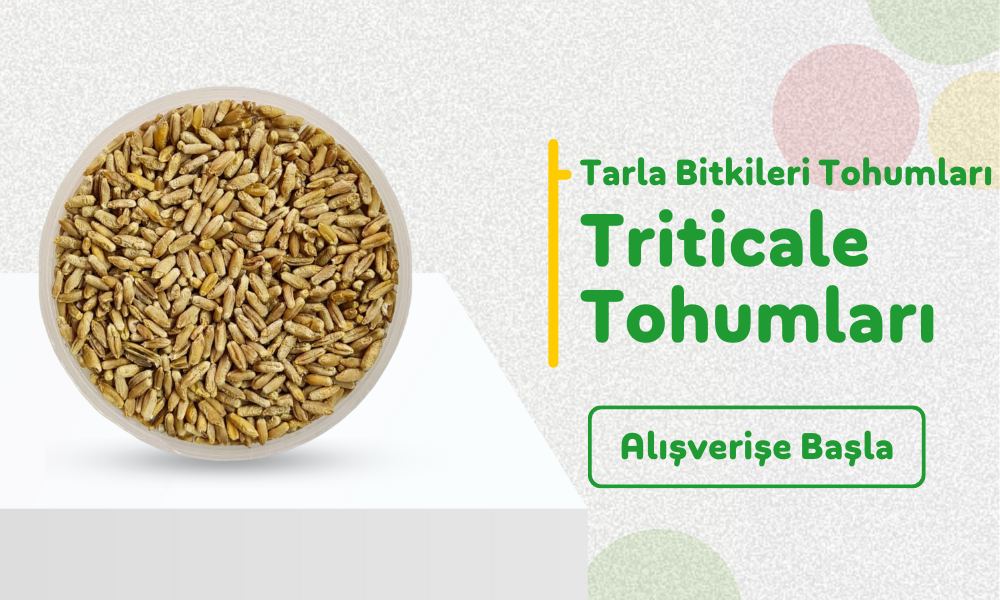 Triticale Tohumları