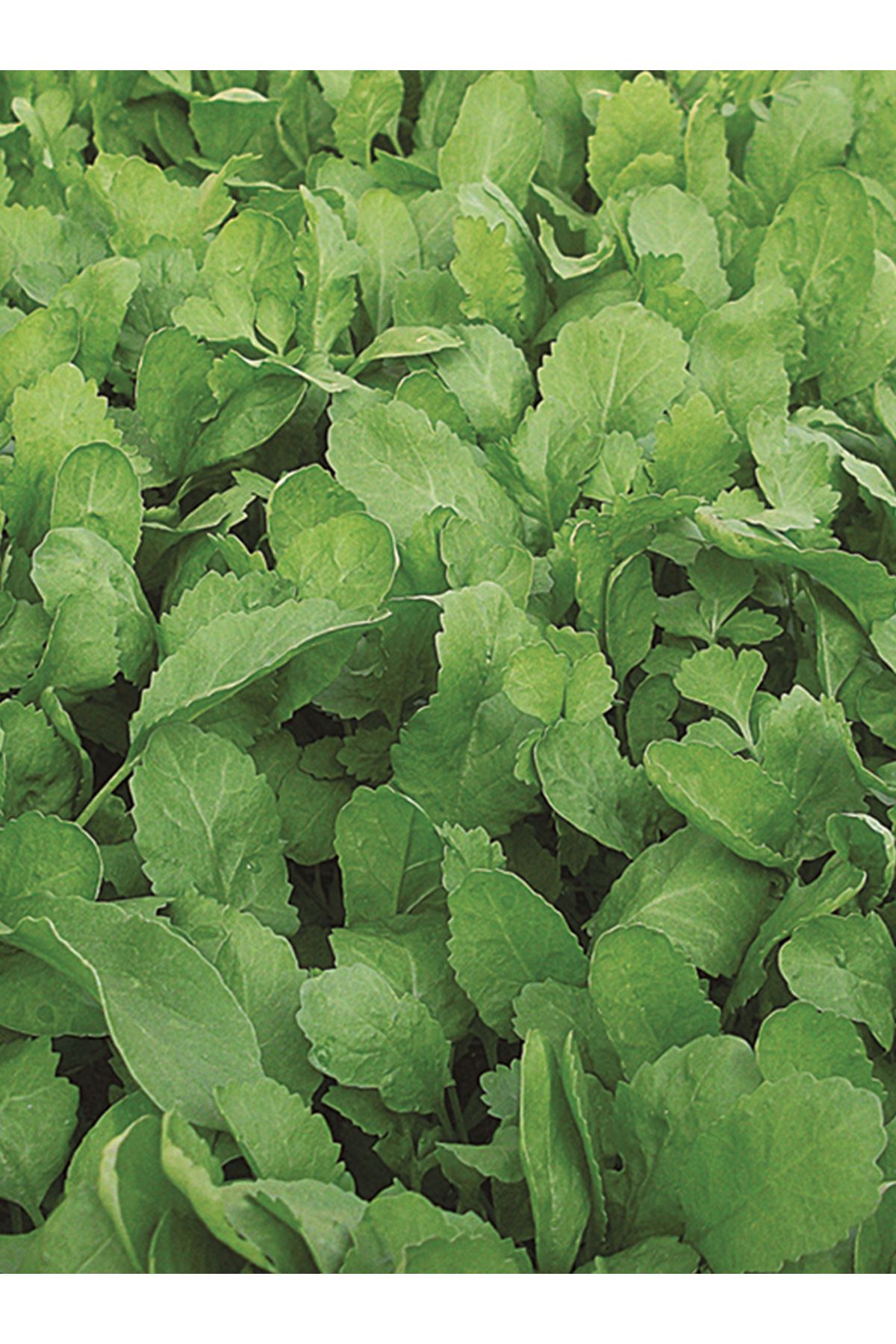 25 GRAM AMBALAJ ALTIN TOHUM TERE - GS1935 TOHUMU KDV DAHİL ADET FİYATI 