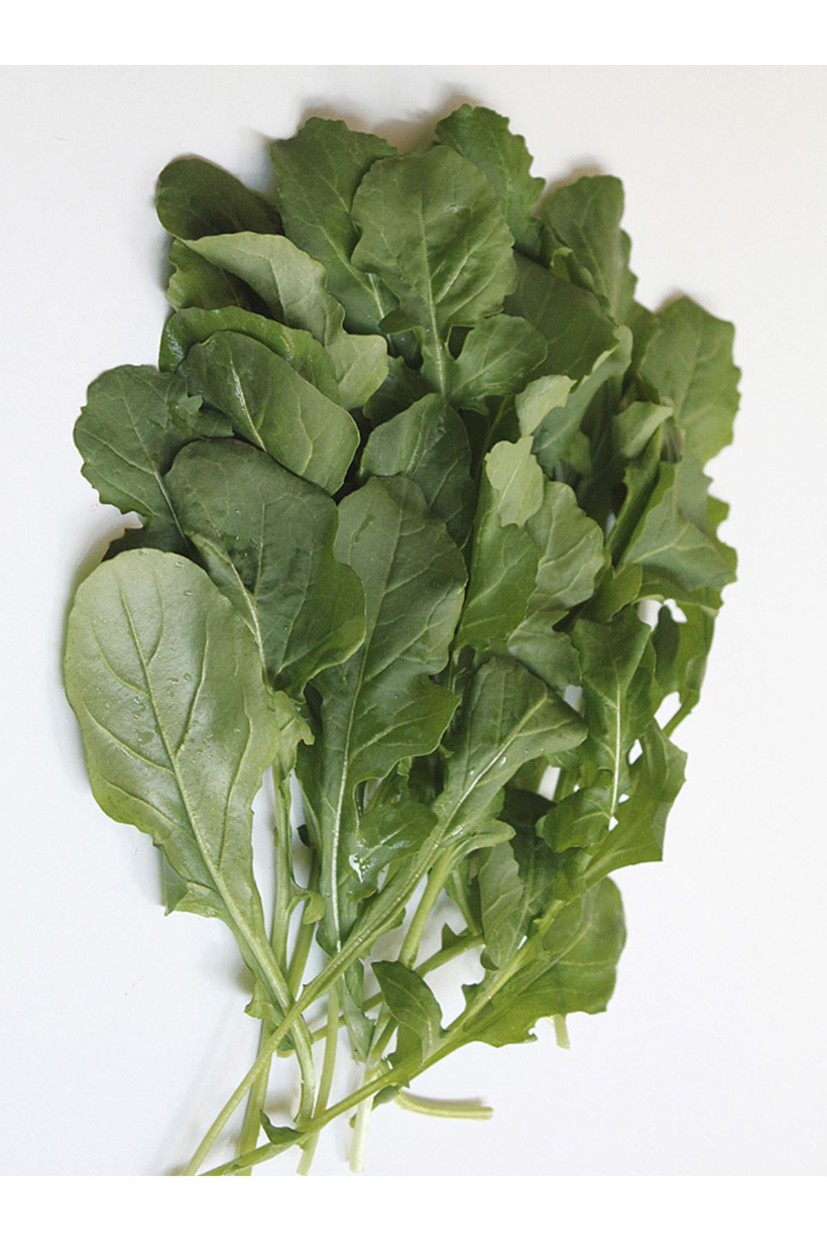  25 GRAM AMBALAJ ROKA -GS1901 TOHUMU , KDV DAHİL  ADET  FİYATI 