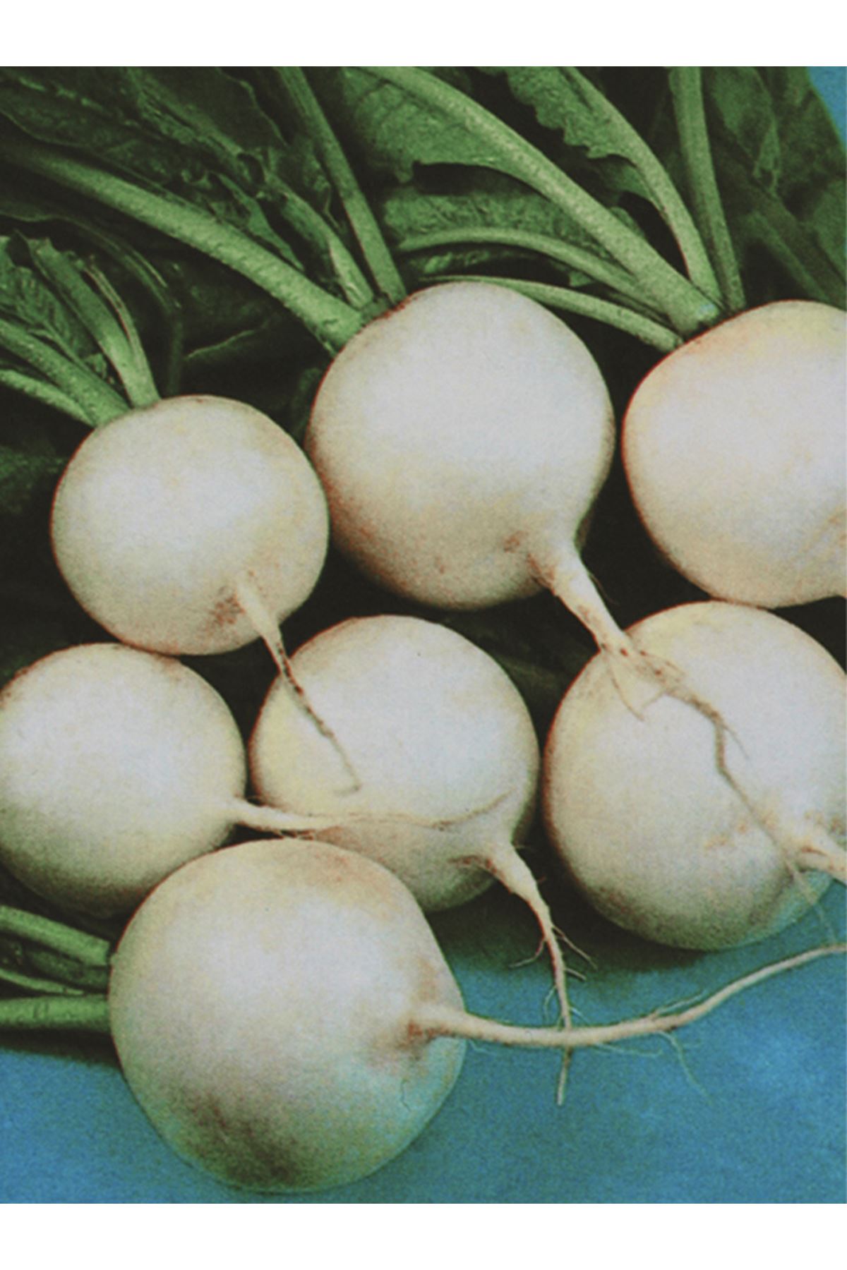 25 GRAM ALTIN TOHUM BEYAZ TURP TOHUMU KDV DAHİL ADET FİYATI