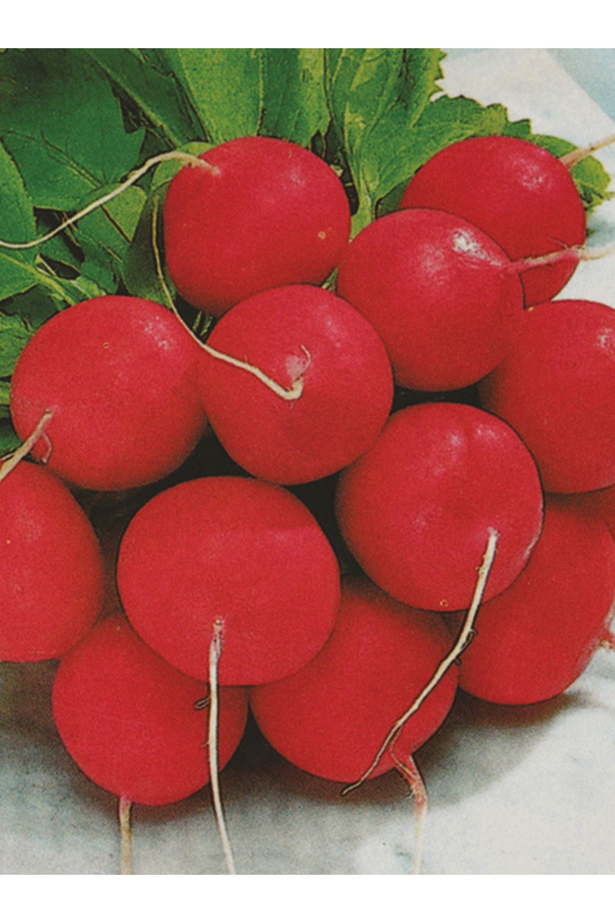 25 GRAM ALTIN TOHUM  CHERRY  BELLE ( KIRMIZI FINDIK ) TURP TOHUMU KDV DAHİL ADET FİYATI 