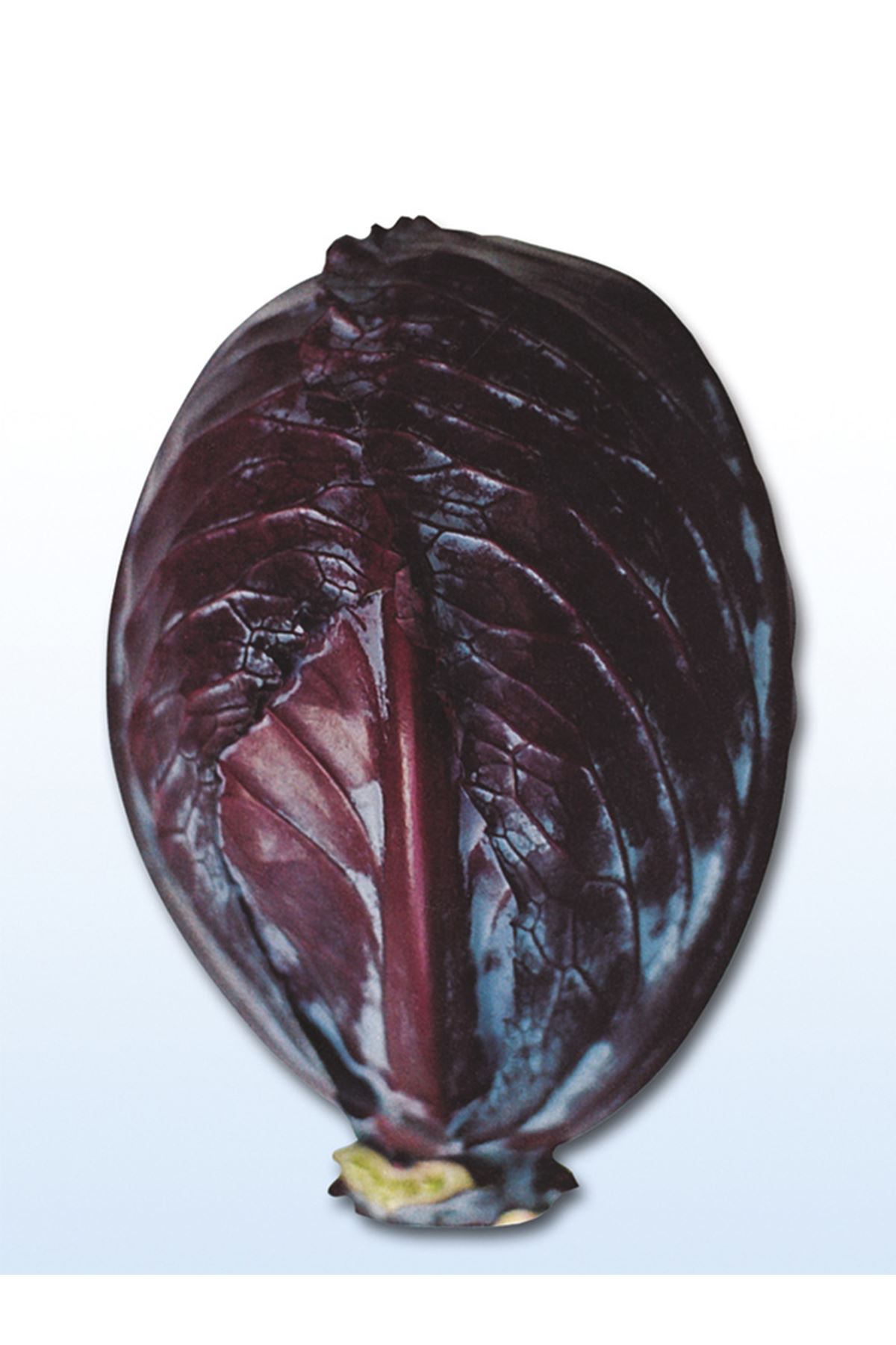 25 GRAM AMBALAJ ALTIN TOHUM KIRMIZI LAHANA TOHUMU KDV DAHİL ADET FİYATI 