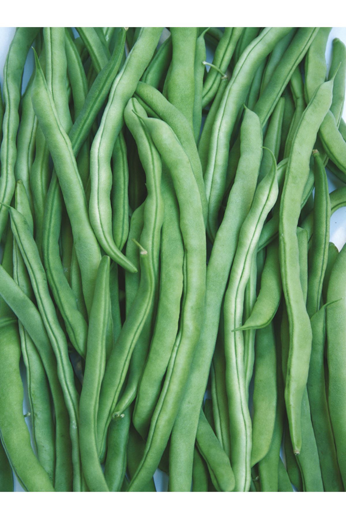 ALTIN TOHUM ALMAN AYŞE-GS 11009 FASÜLYE TOHUMU 2,5 KG AMBALAJLARDA 