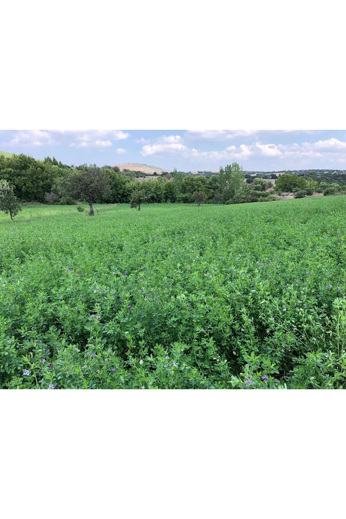 İTHAL EMİLİANA YONCA TOHUMU ,25 KG AMBALAJ  FİYATI