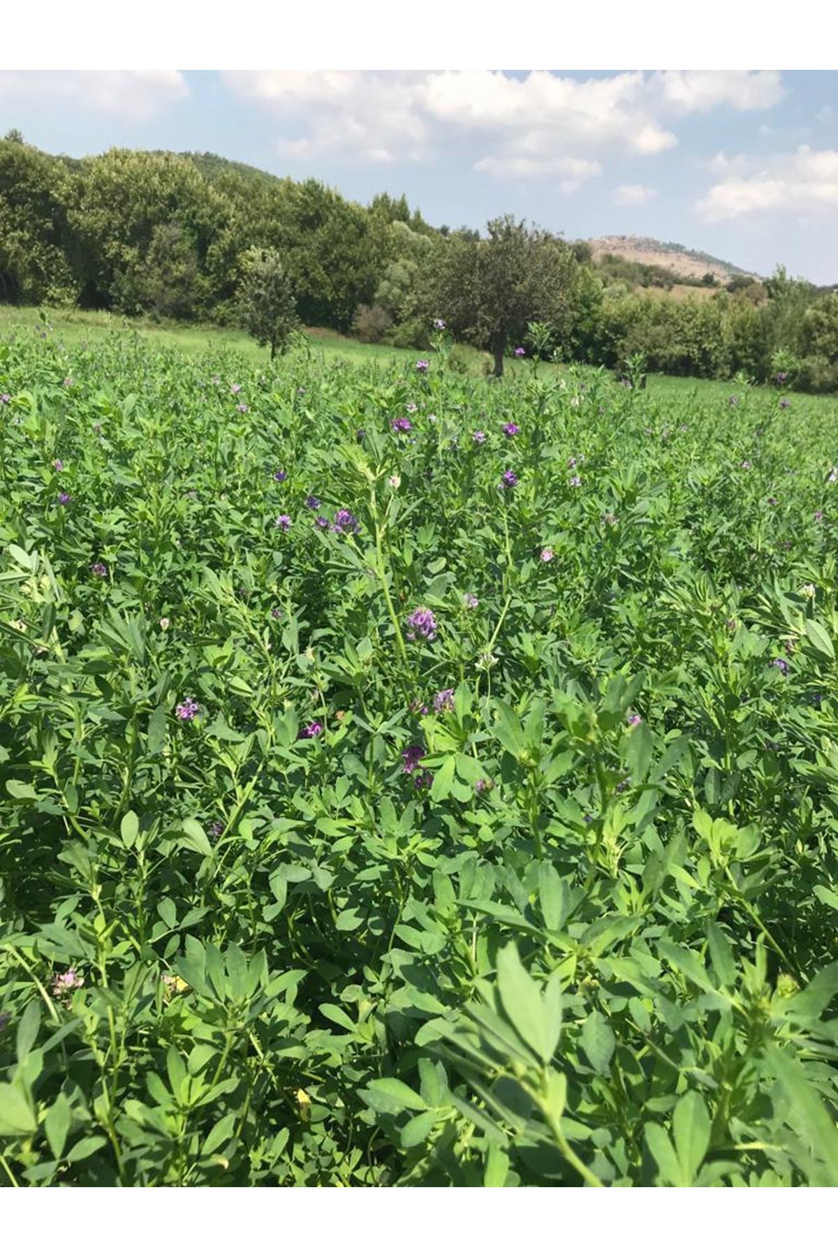 İTHAL EMİLİANA YONCA TOHUMU ,25 KG AMBALAJ  FİYATI