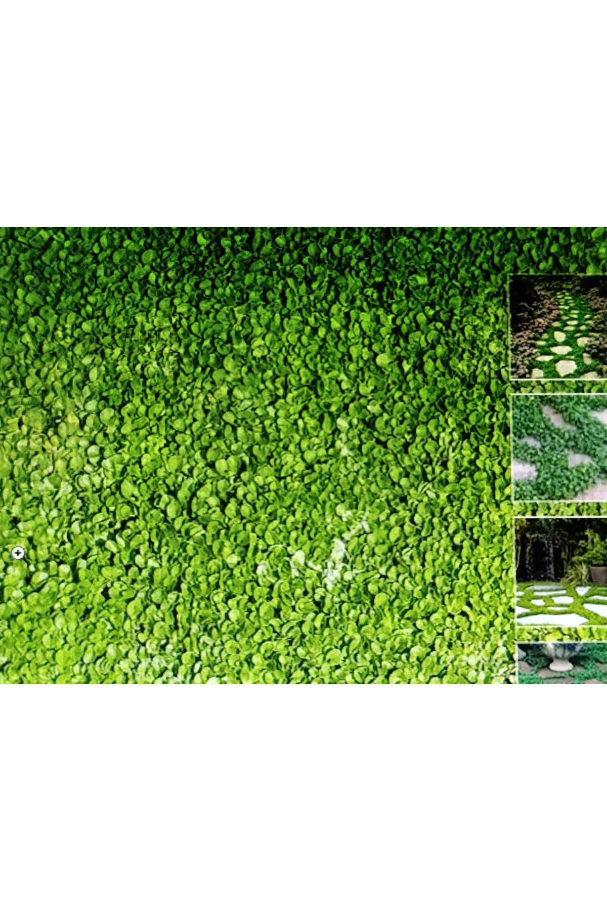 ORJİNAL FARE KULAĞI  TEK TÜR ÇİM TOHUMU 2 KG AMBALAJ KDV DAHİL : 3000 TL