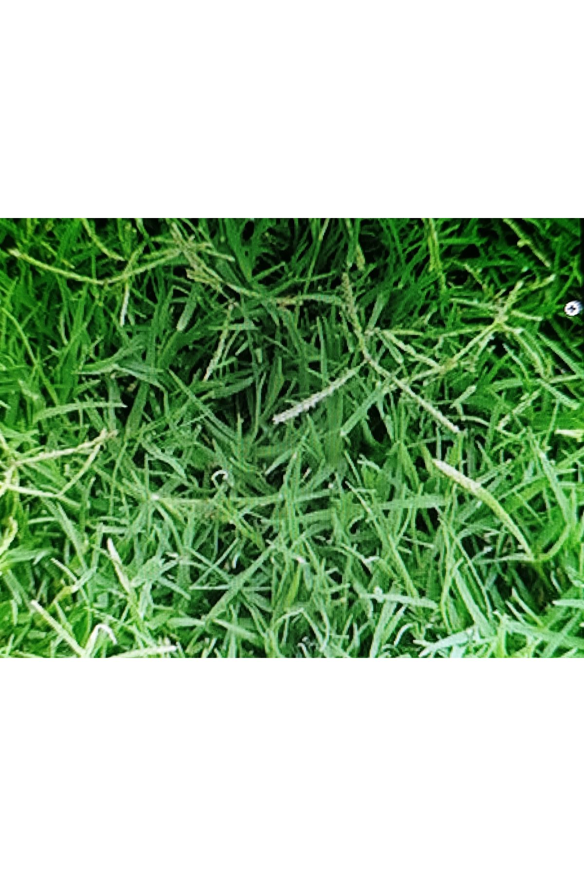 İTHAL BERMUDA GRASS ( CYNODON DACTYLON ) TEK TÜR ÇİM TOHUMU 25 KG AMBALAJ FİYATI