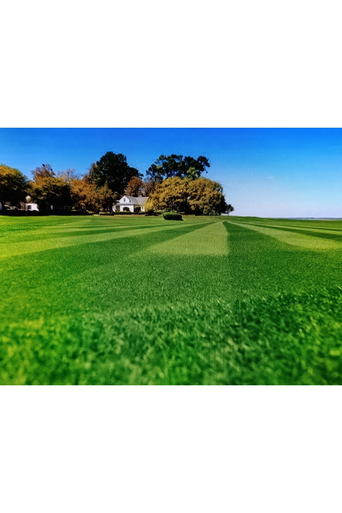 İTHAL BERMUDA GRASS ( CYNODON DACTYLON ) TEK TÜR ÇİM TOHUMU 25 KG AMBALAJ FİYATI