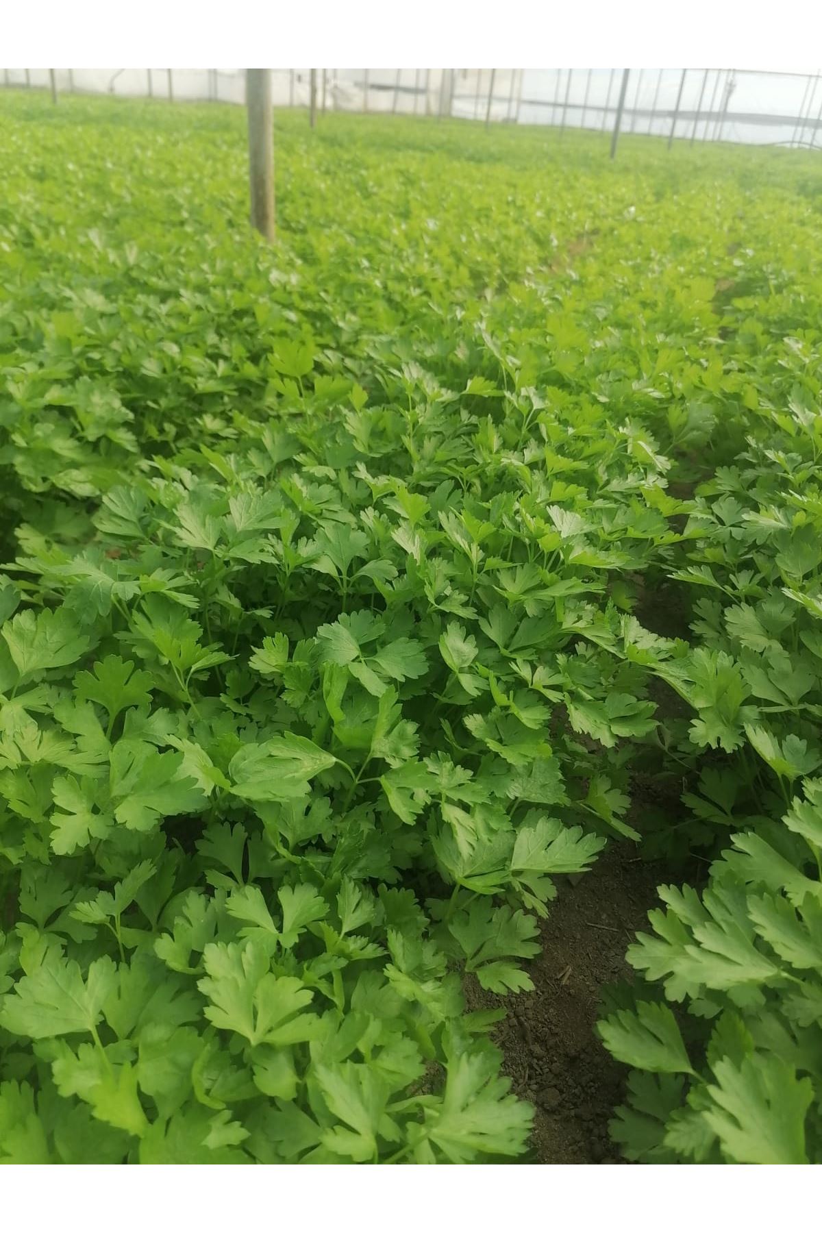  20 KG PALMİYE TOHUMCULUK İTHAL MAYDANOZ TOHUMU