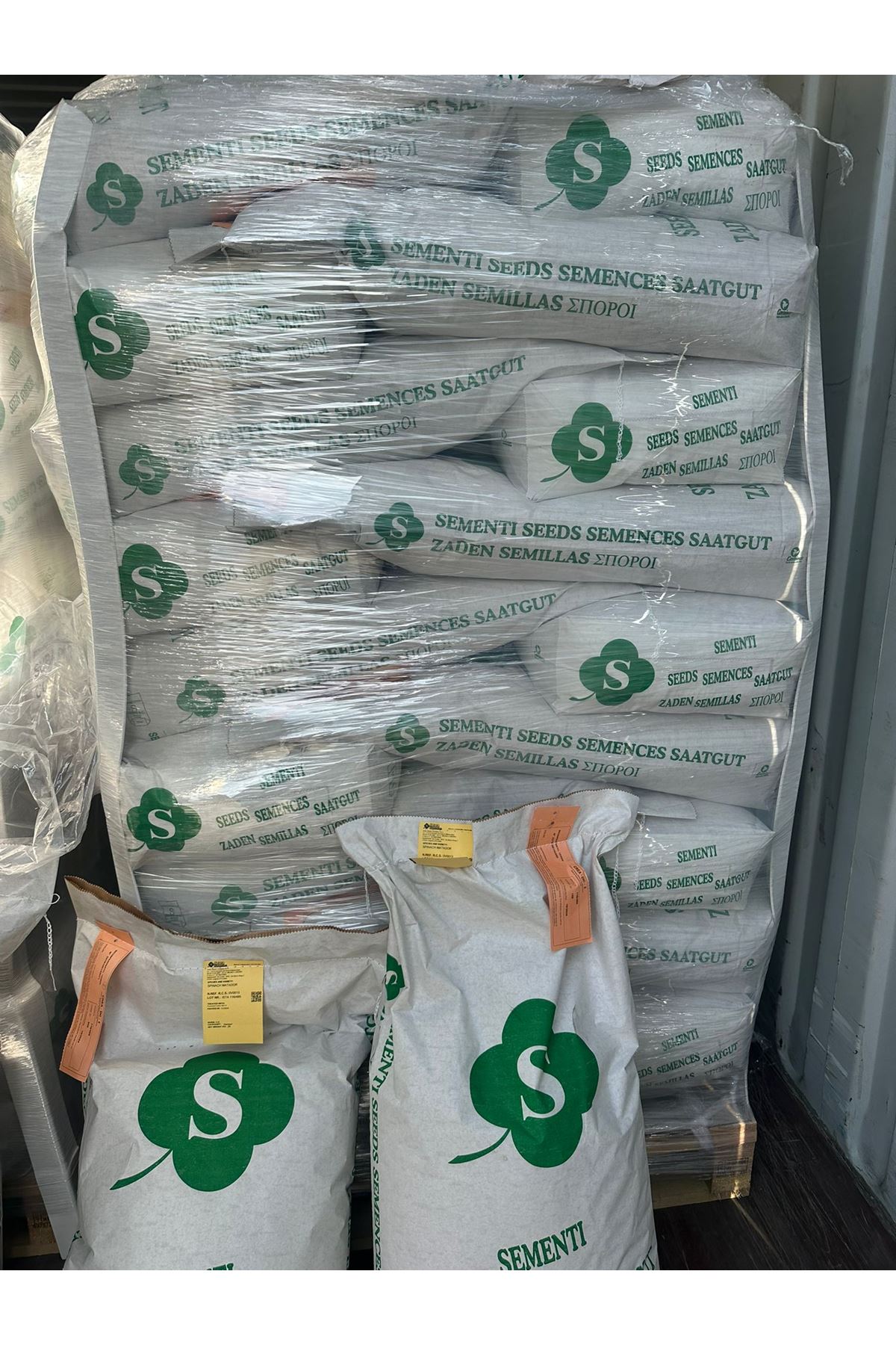 PALMİYE TOHUMCULUK  20 KG İTHAL ISPANAK TOHUMU