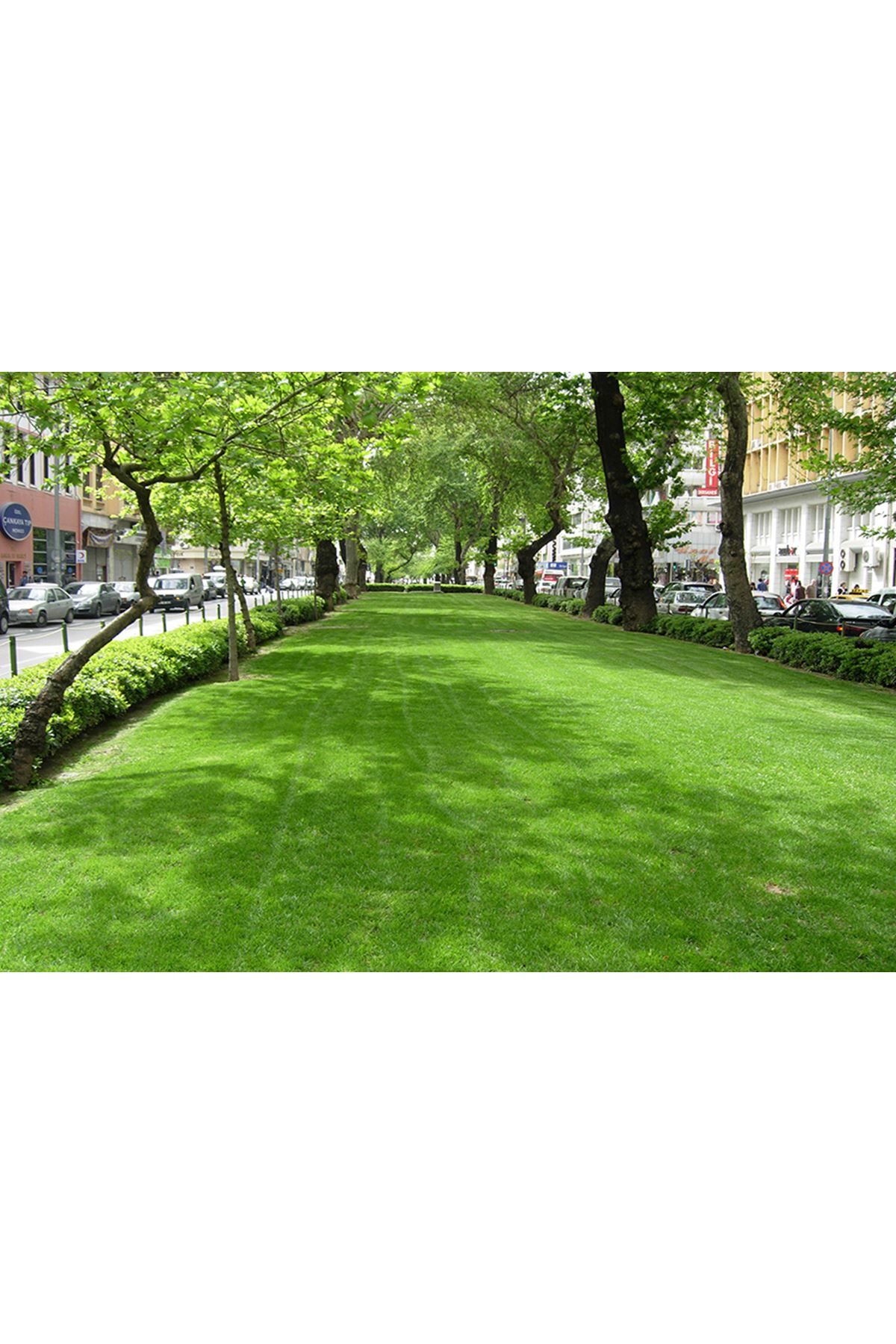 ULUSOY TOHUM 4M JOKER ÇİM TOHUMU , 10 KG  AMBALAj FİYATI 