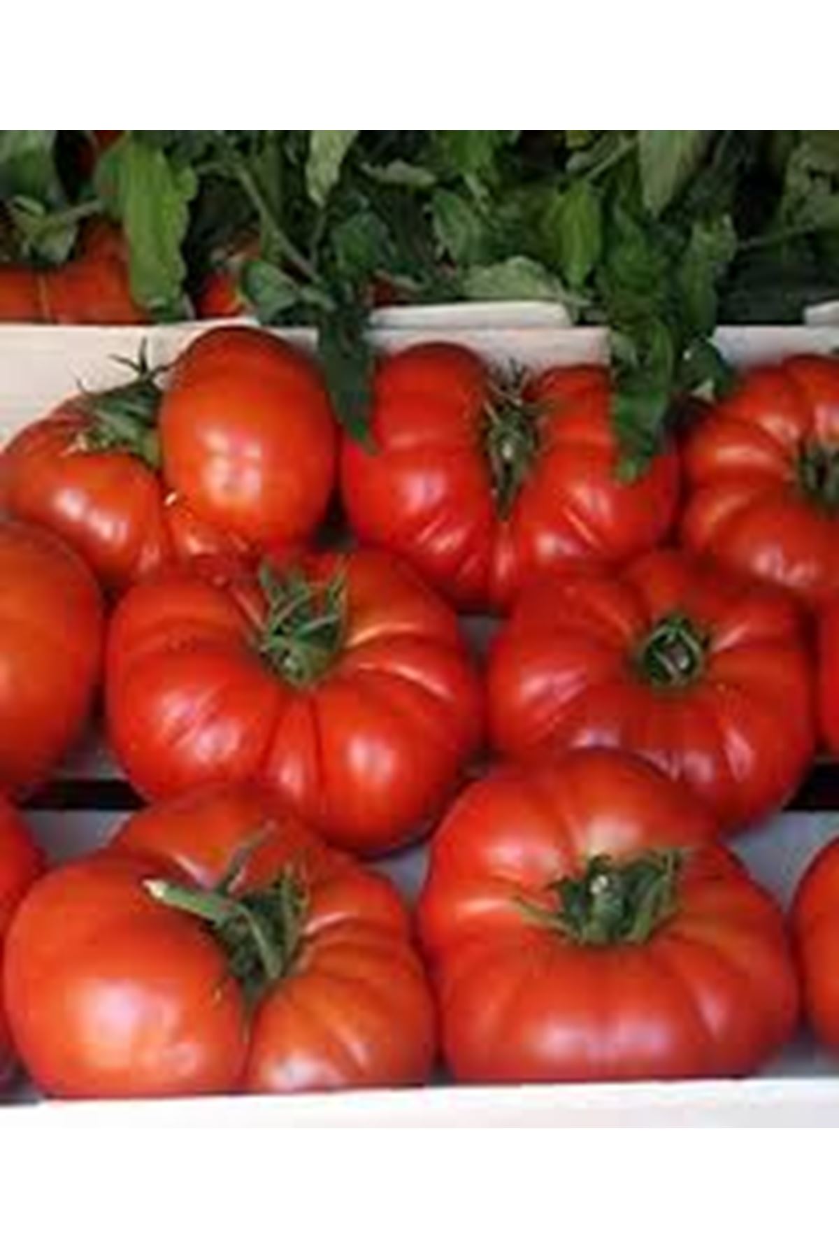 KUZEYKÖY F1 YARI SIRIK KÖY DOMATES TOHUMU