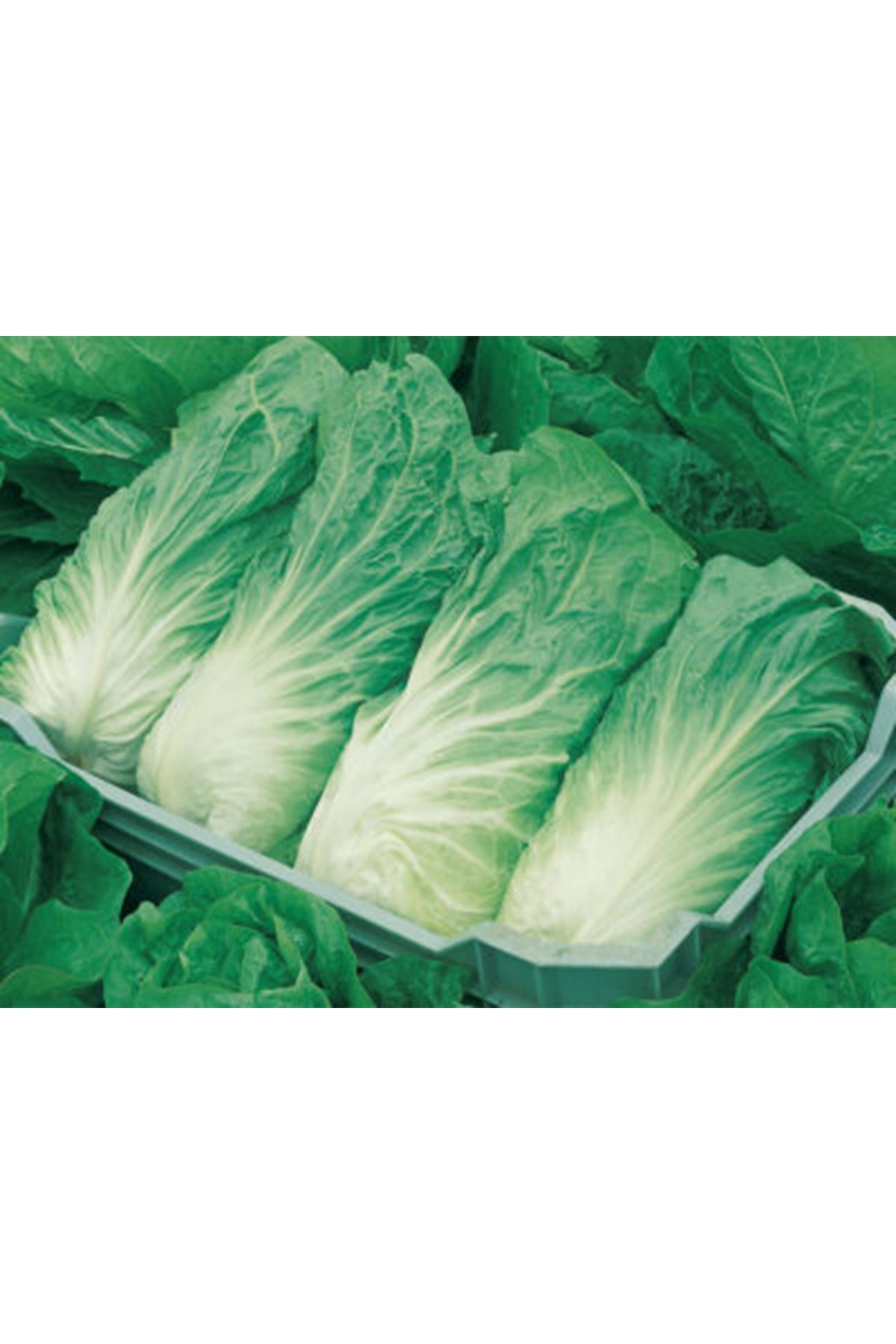 URANUS F1  ÇİKORİ TOHUMU