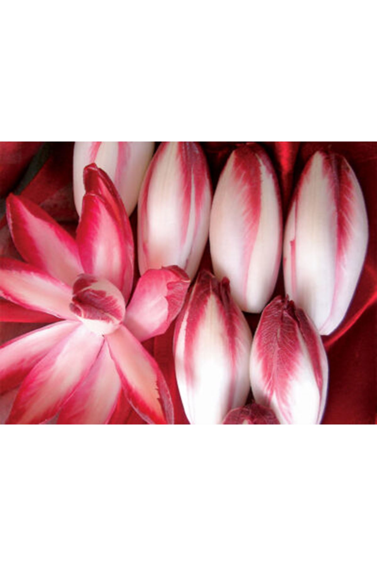 SİRİON ÇİKORİ TOHUMU