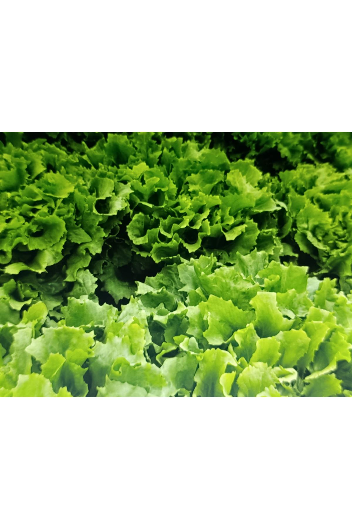 OLMOS ENDİVYEN TOHUMU