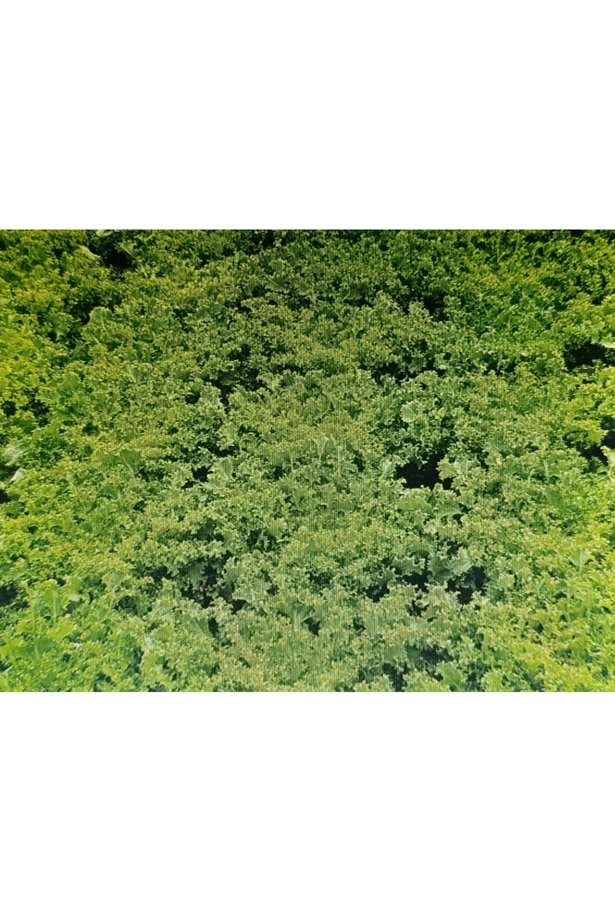 TASOS ENDİVYEN TOHUMU