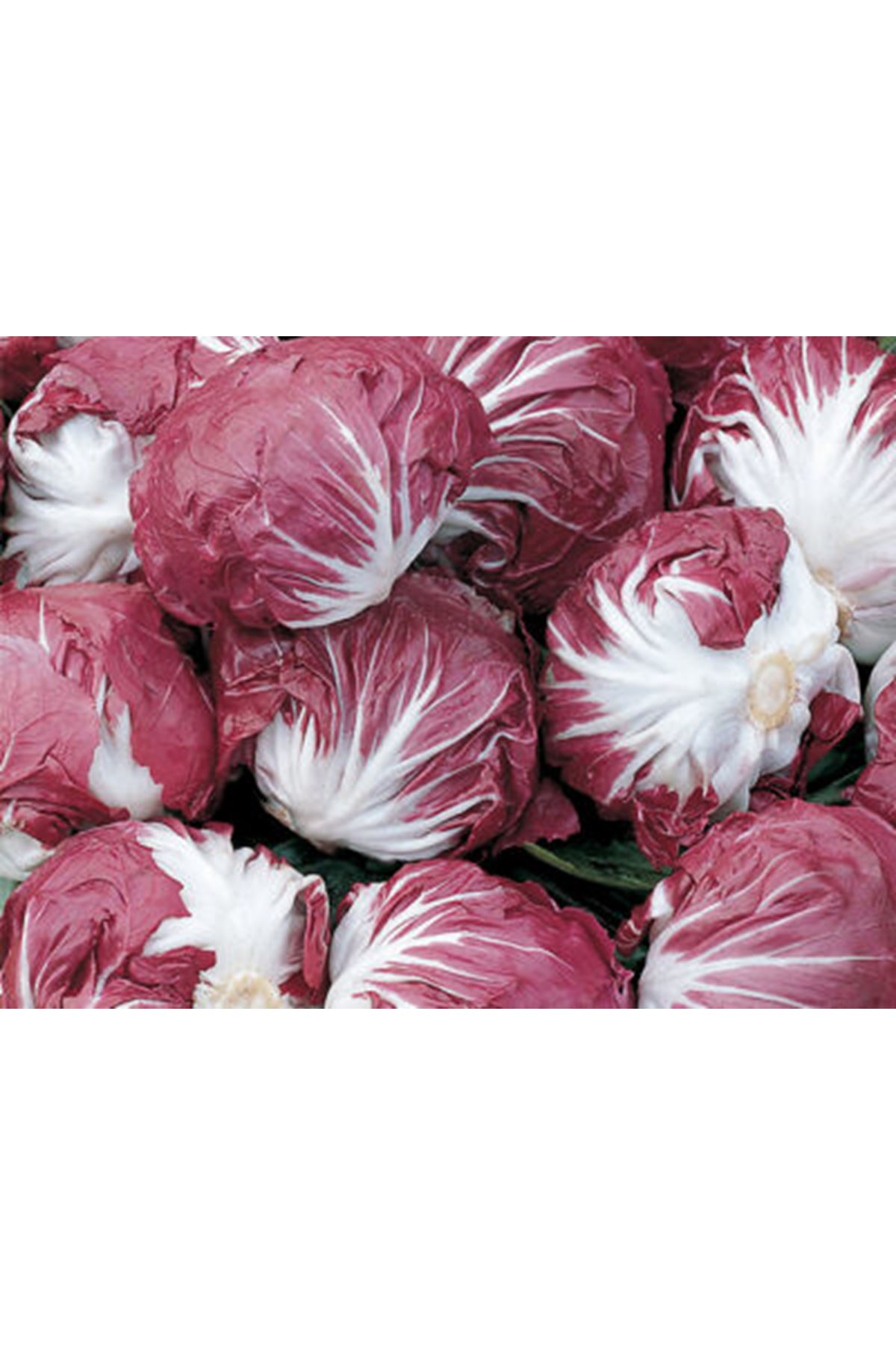 LEONARDO HİNDİBA TOHUMU