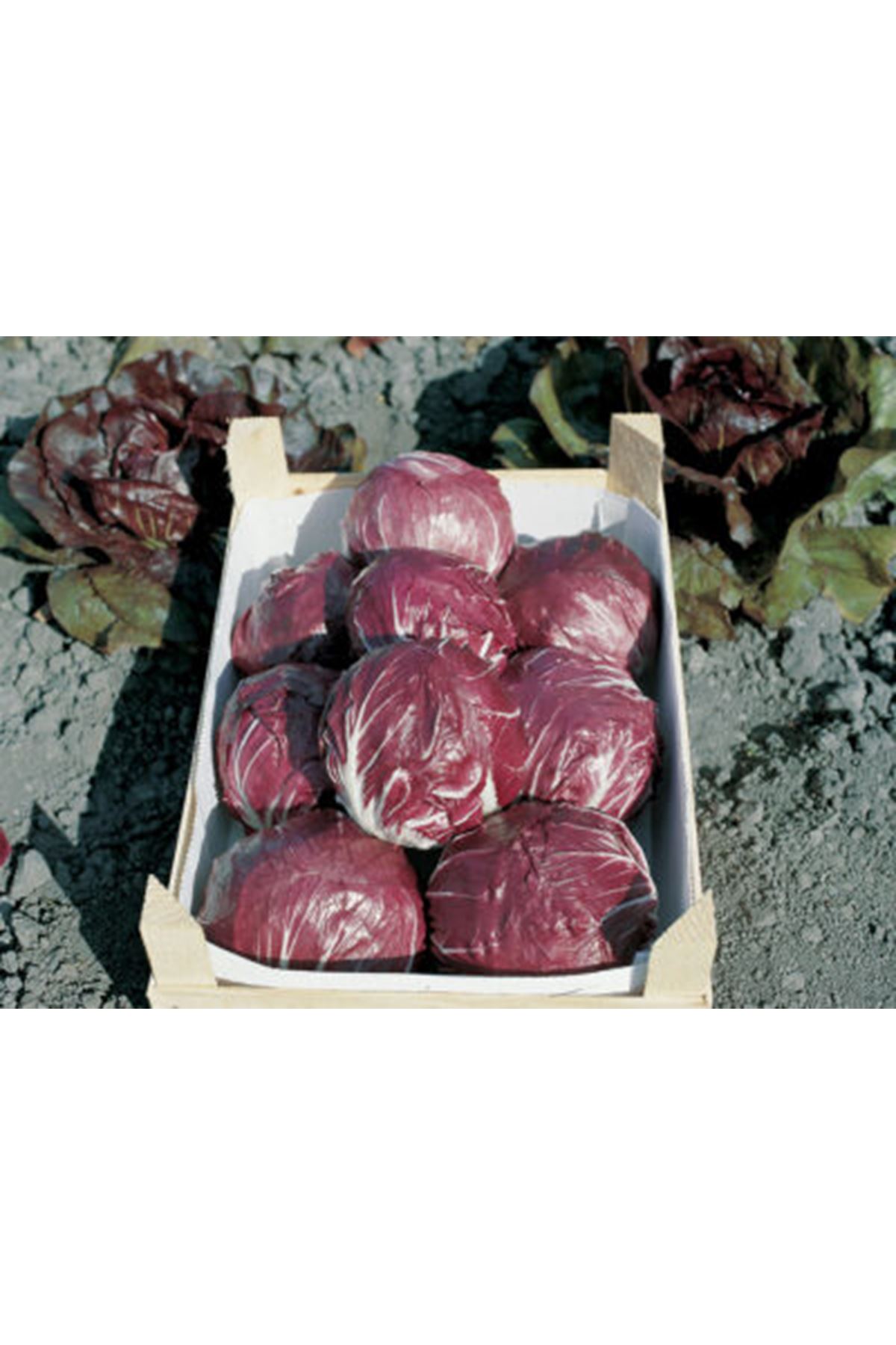 BOTİTİCELLİ HİNDİBA TOHUMU