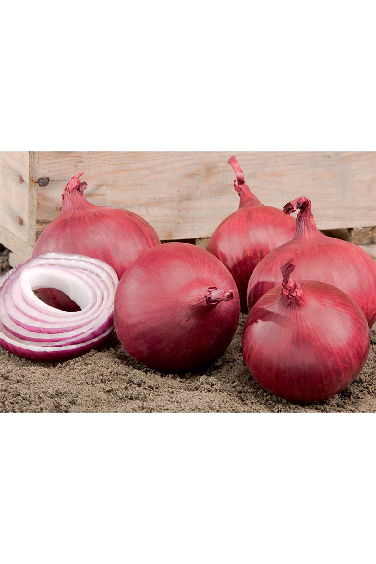 RED HAWK F1 UZUNGÜN KIRMIZI  SOĞAN TOHUMU