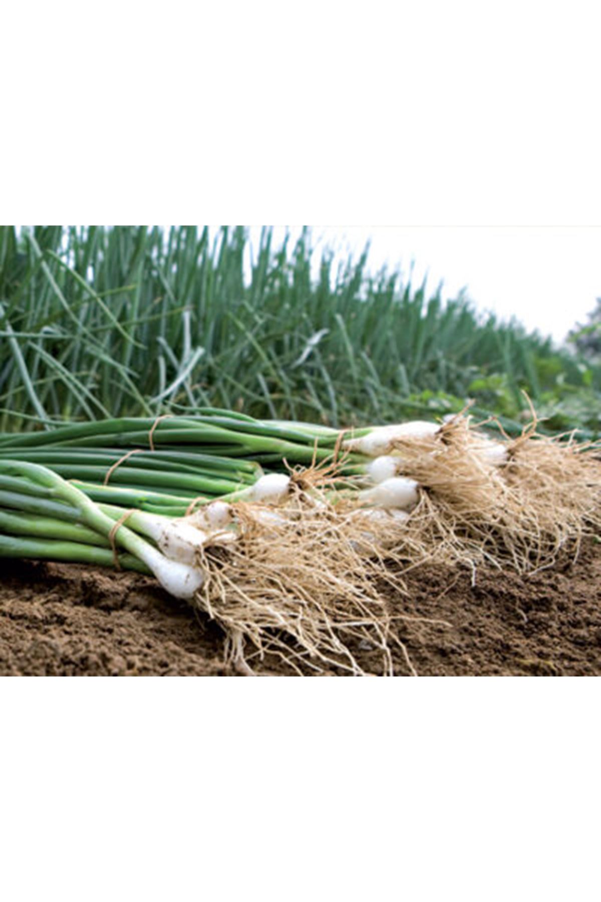 PARADE F1 TAZE SOĞAN TOHUMU 10 BİNLİK ADETLİK  AMBALAJDA