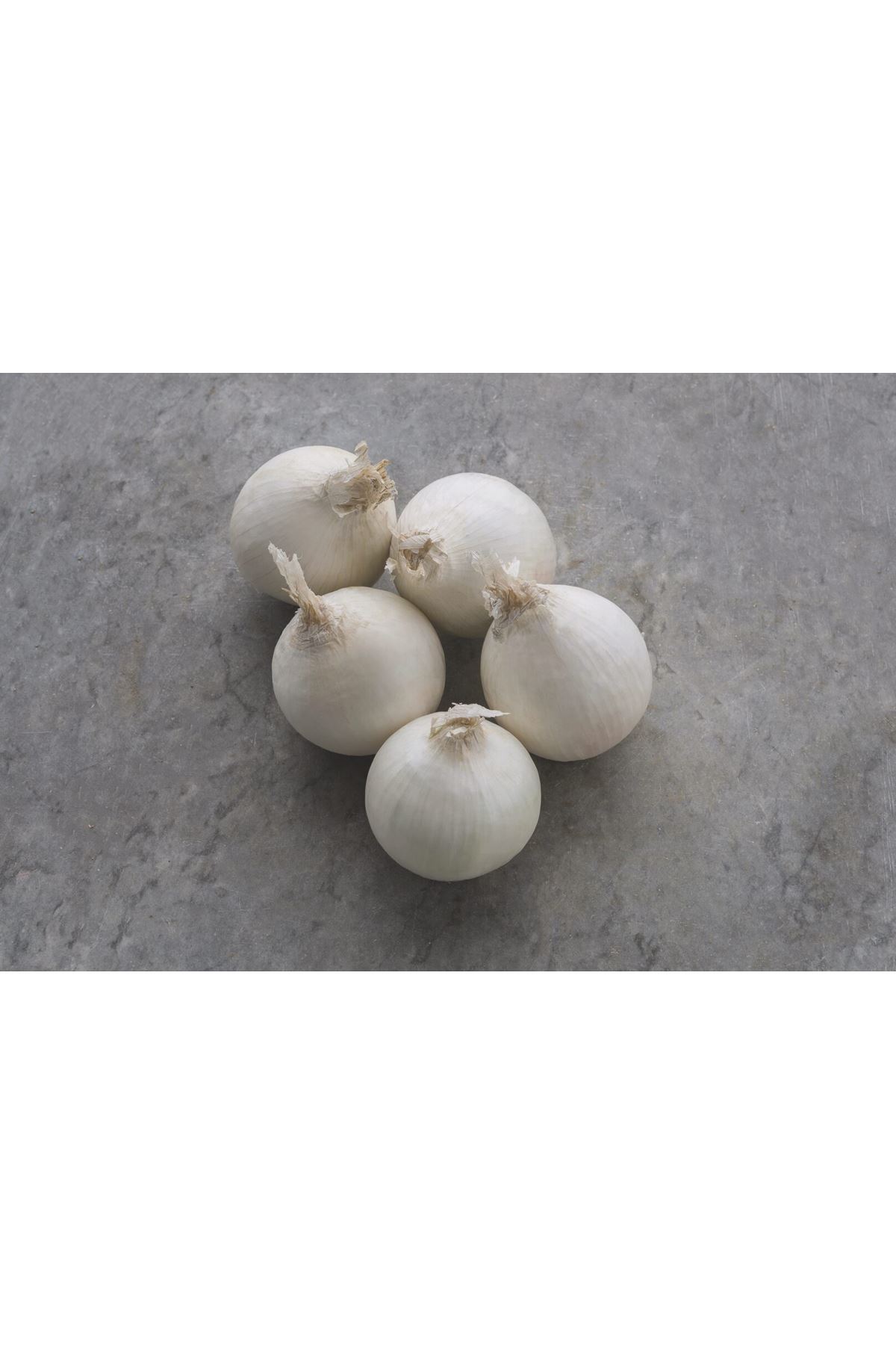 STARDUST F1 BEYAZ UZUN GÜN SOĞAN TOHUMU