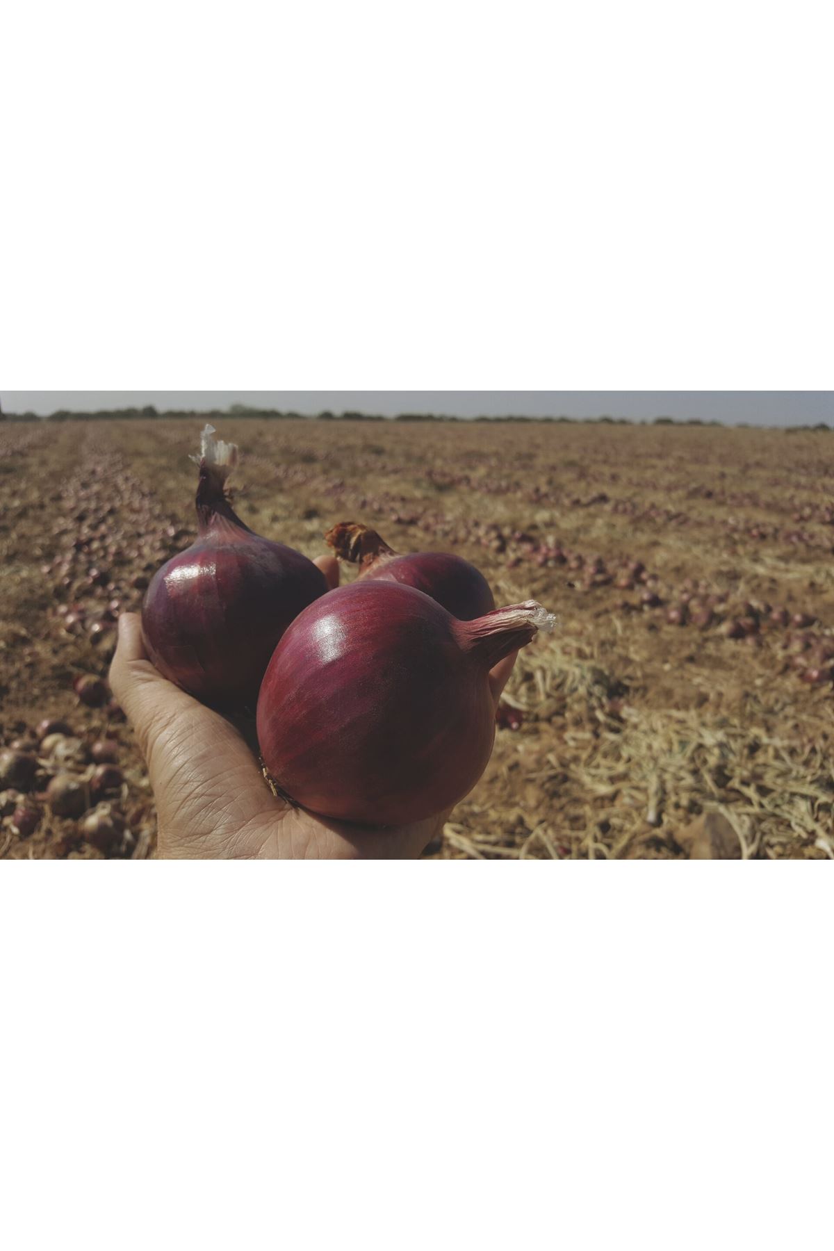 RED FLAME F1 UZUN GÜN KIRMIZI SOĞAN TOHUMU