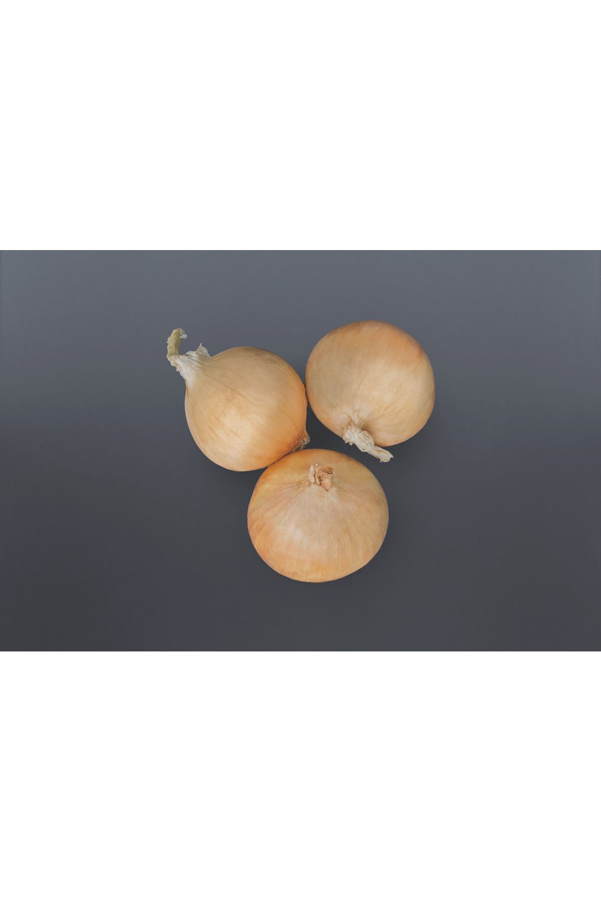 MAKALUF1 KISA GÜN SOĞAN TOHUMU