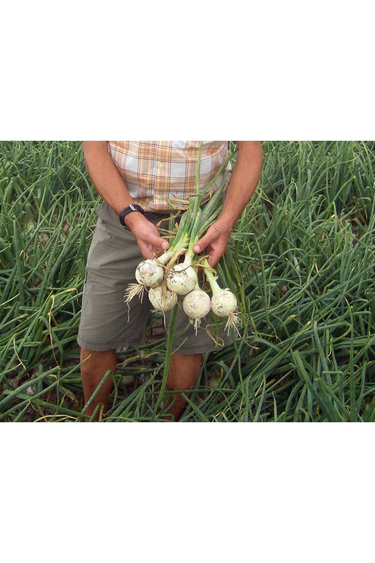 İCEPEARL F1 UZUN GÜN SOĞAN TOHUMU