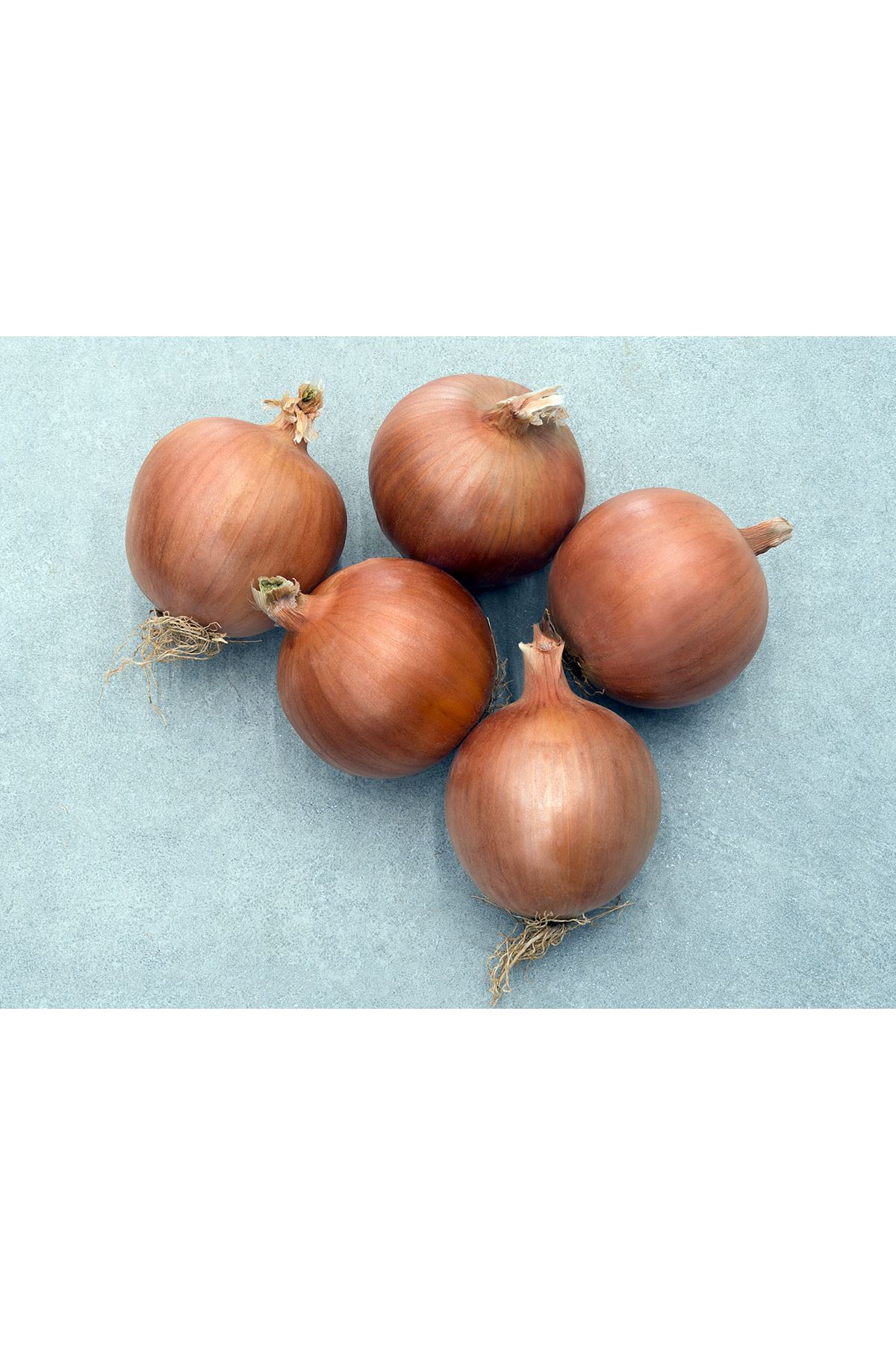 ORLENDA F1  UZUN GÜN SOĞAN TOHUMU