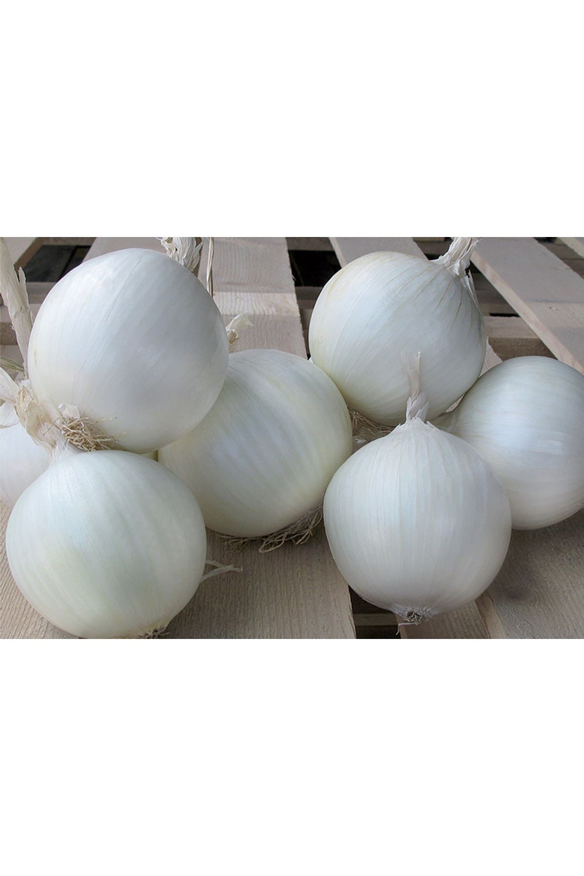 SNOWPACK F1 UZUN GÜN SOĞAN TOHUMU