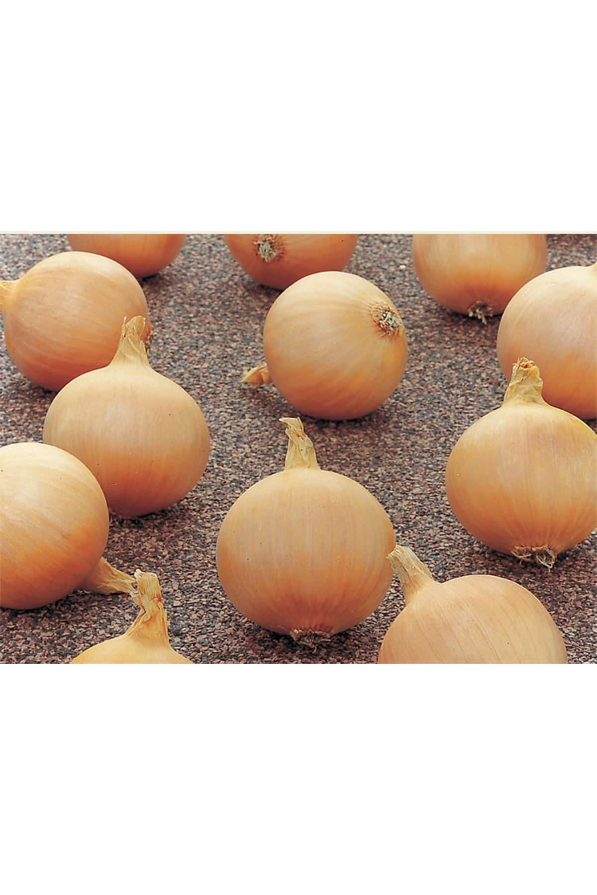 BRAXTON F1 UZUN GÜN SOĞAN TOHUMU