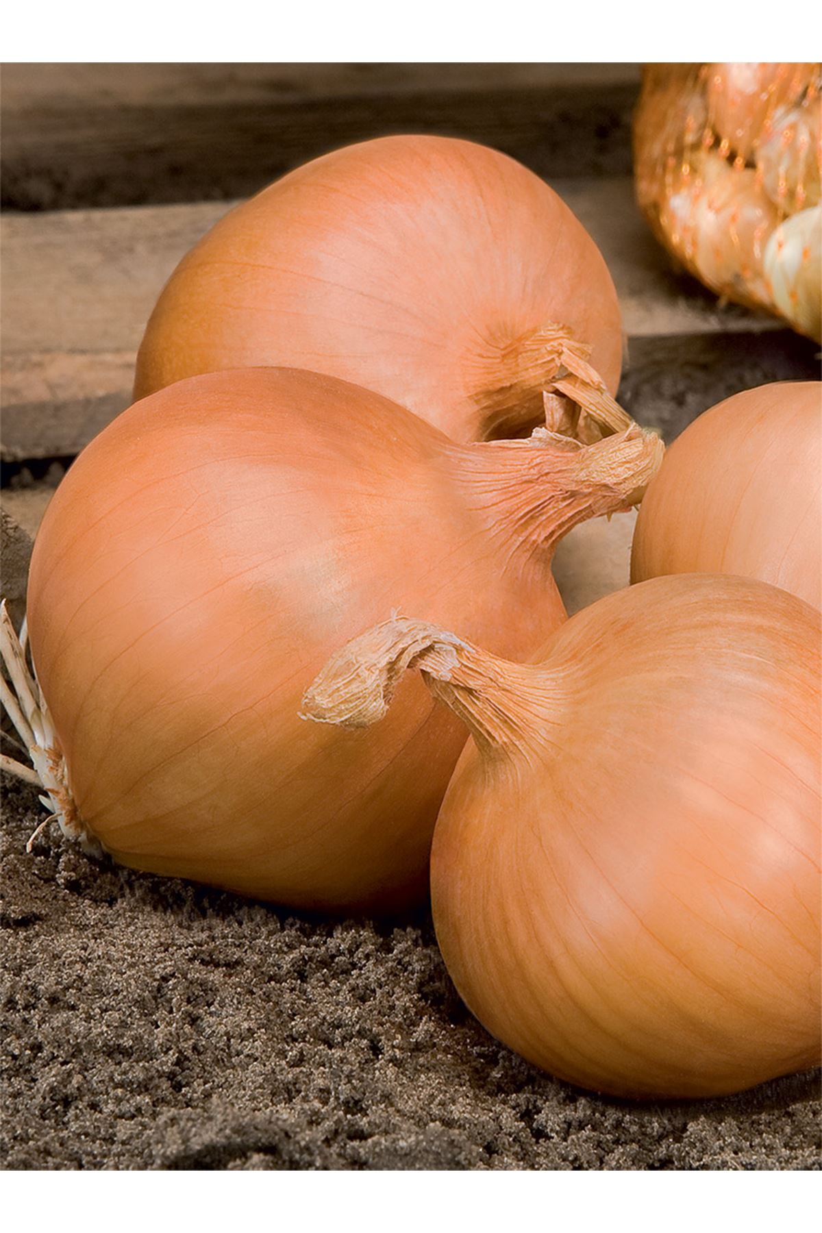 EXPRESSİON F1 UZUN GÜN SOĞAN TOHUMU