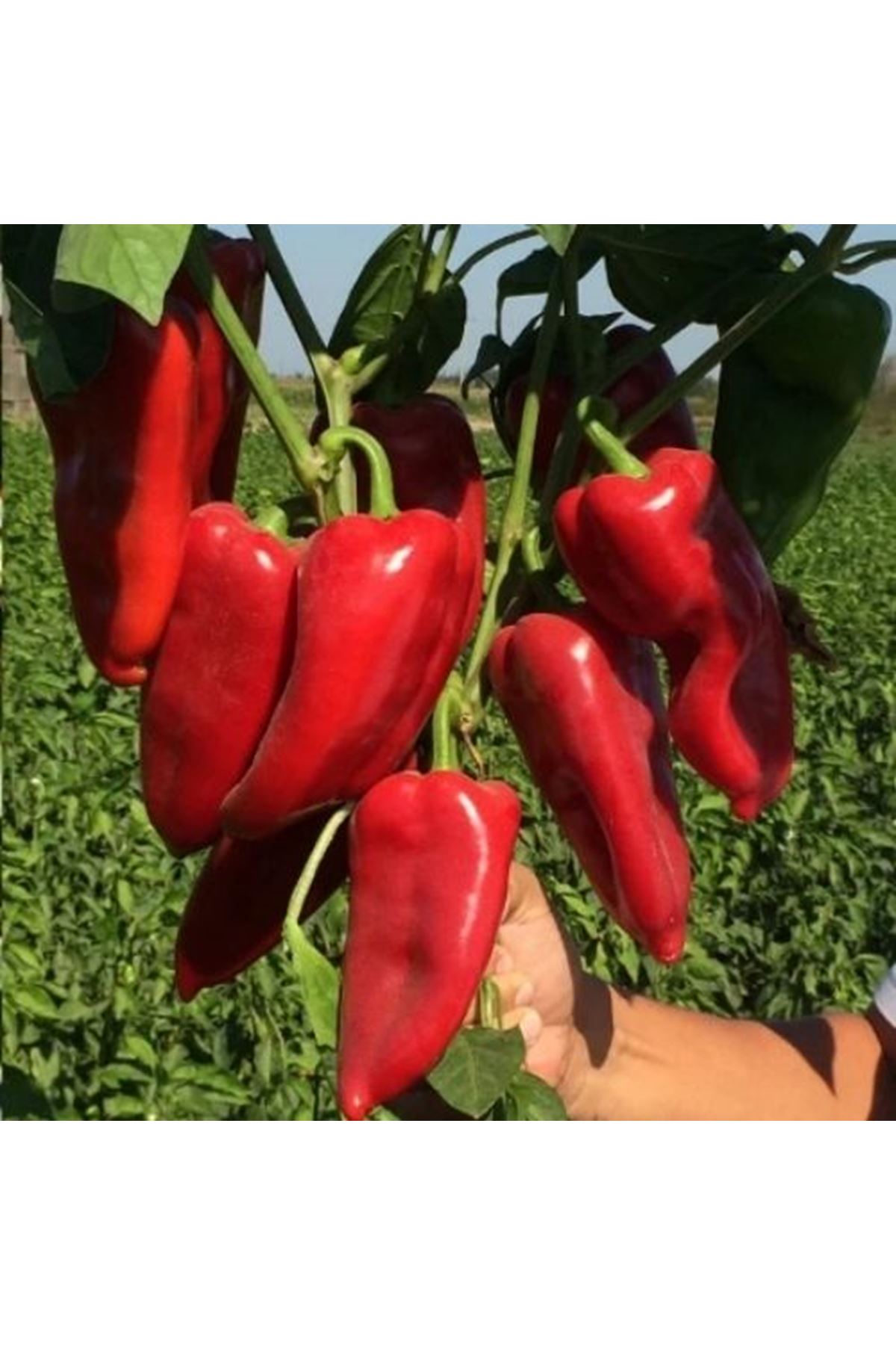 AFAT F1 İSOT ACI URFA BİBERİ TOHUMU