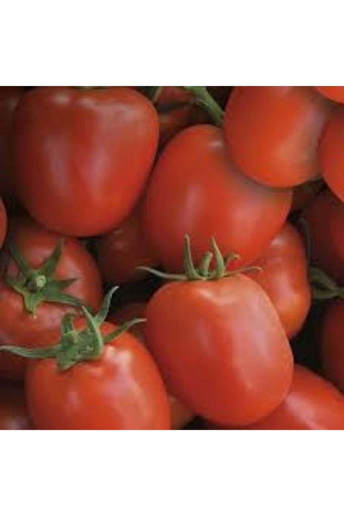 FİRMONT F1 OTURAK DOMATES TOHUMU