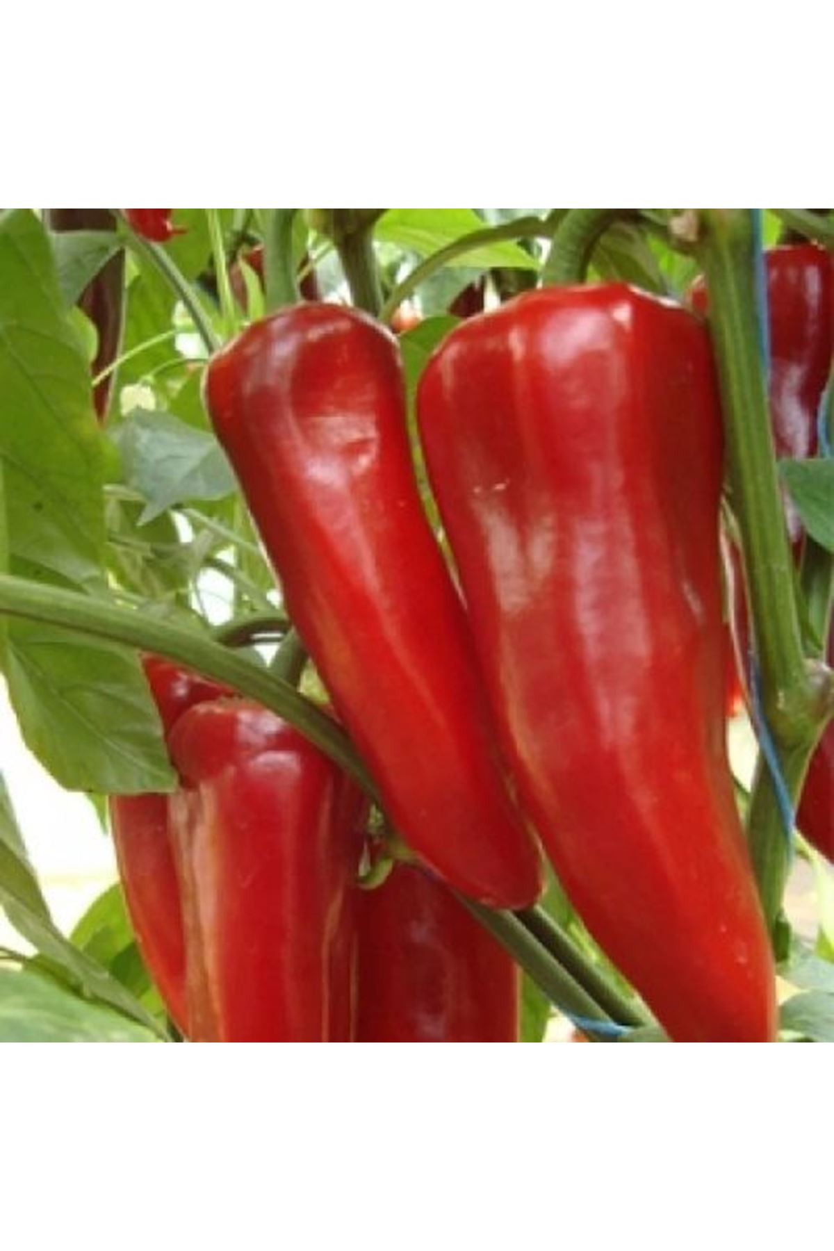 UYGAR F1 KAPYA BİBER TOHUMU